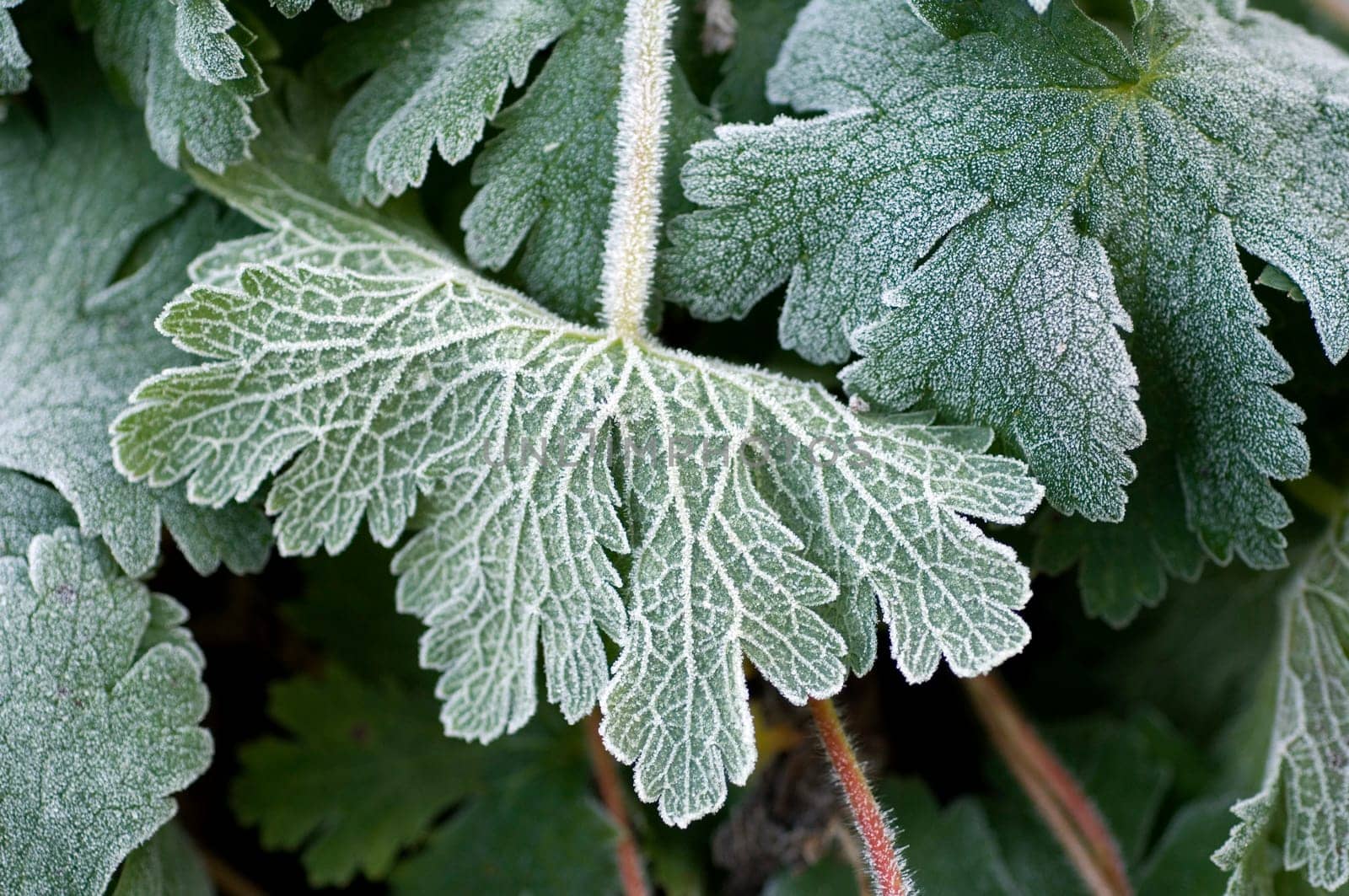 Blatt mit Rauhreif