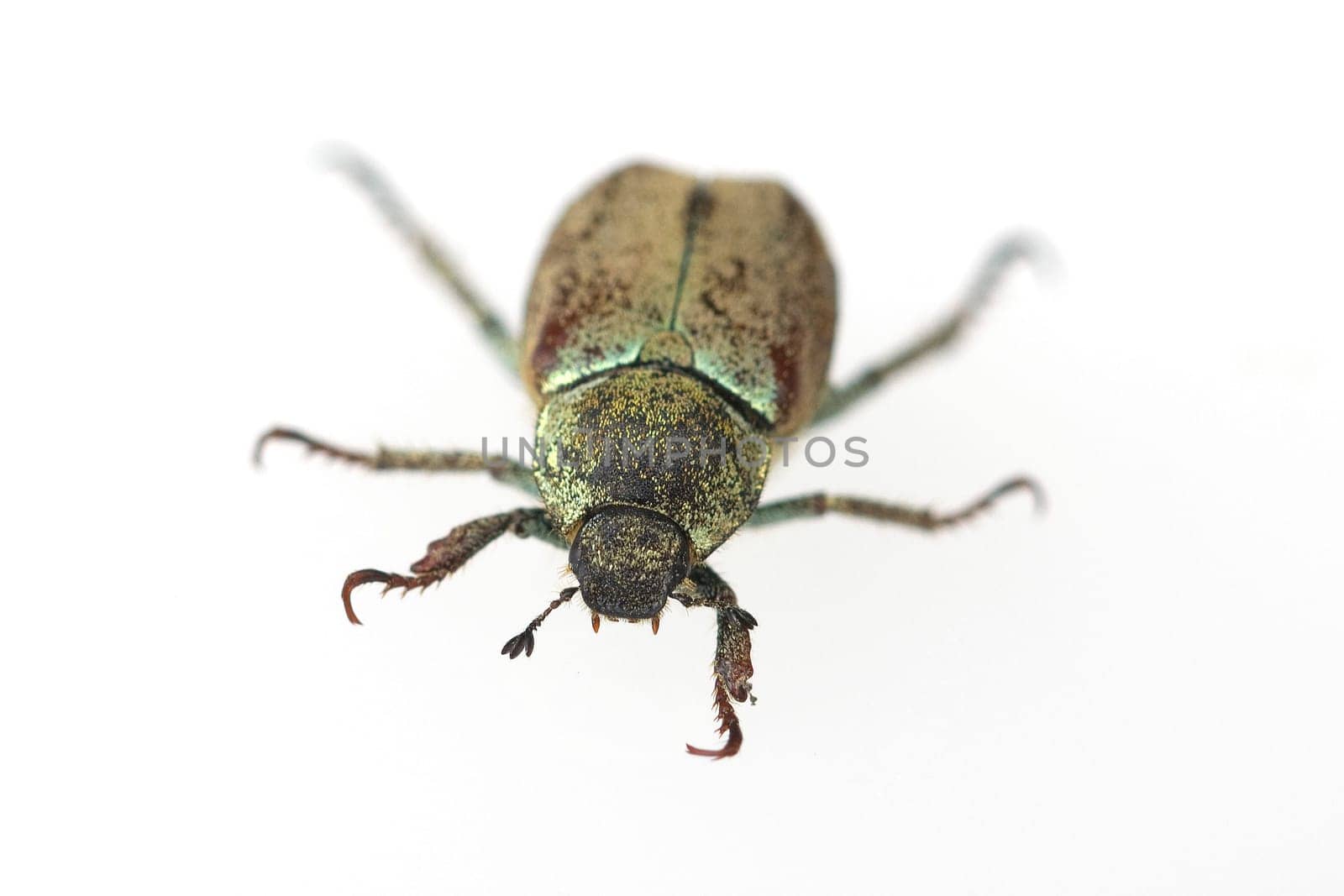 Blatthornkaefer, Scarabaeoidea, Hoplia, argentea