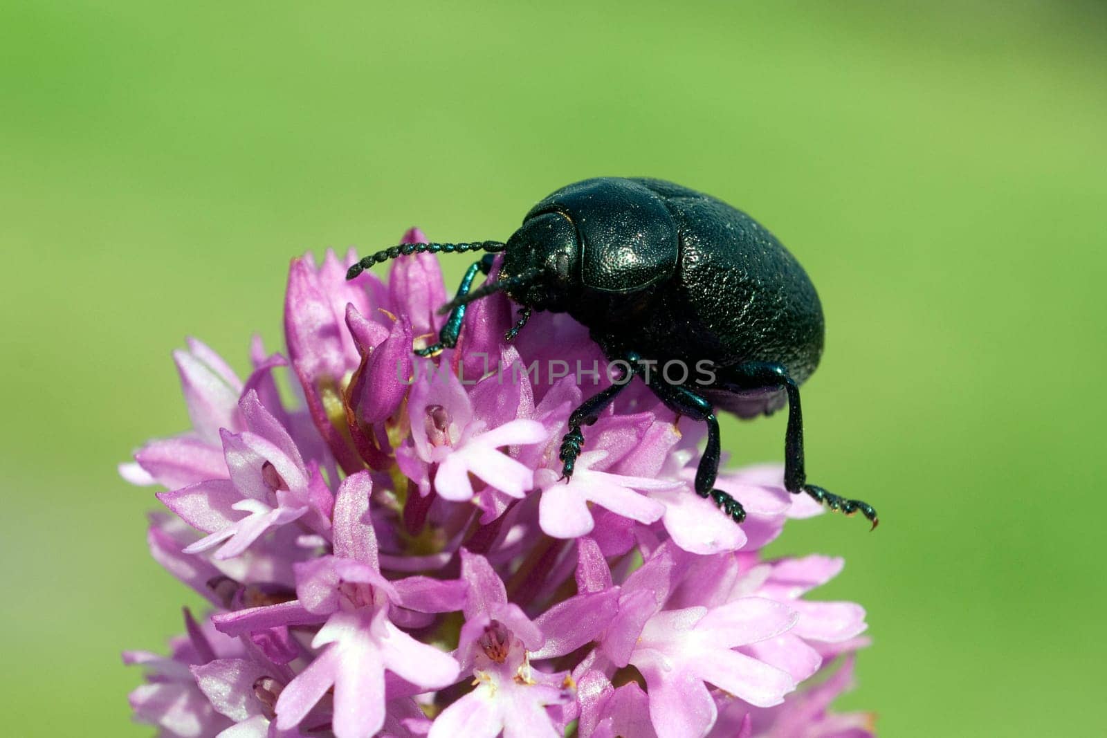 Blattkaefer, Chrysolina sturmi