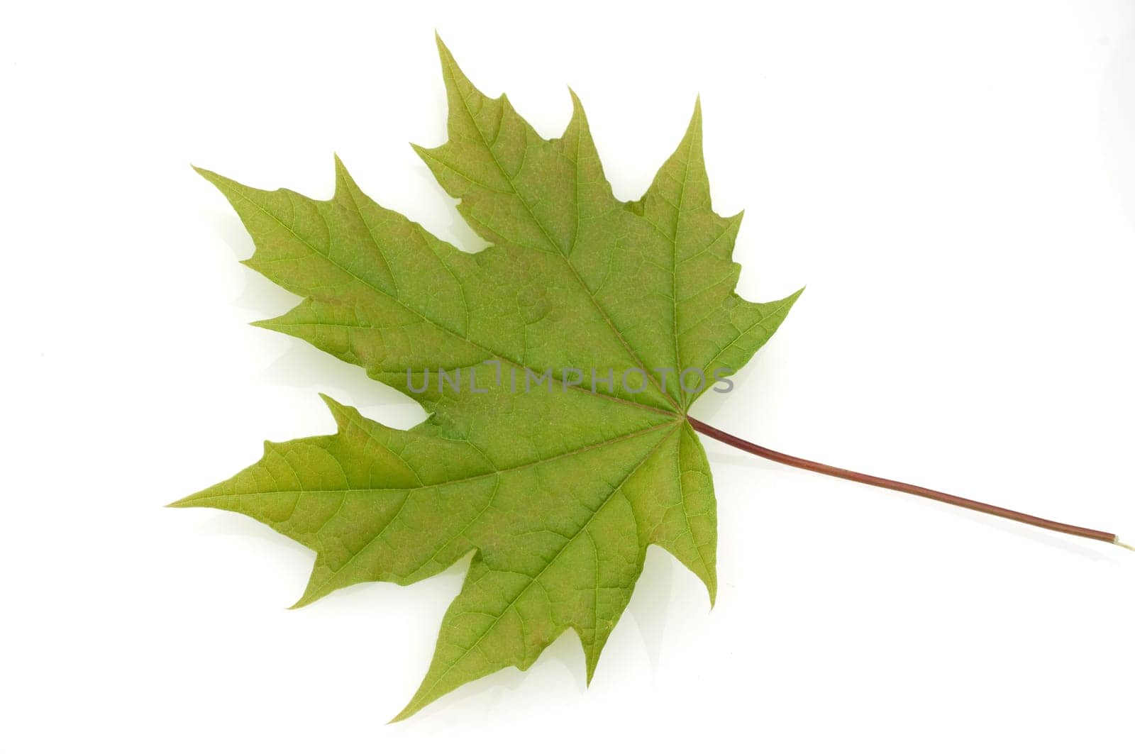 Ahornblatt  Acer