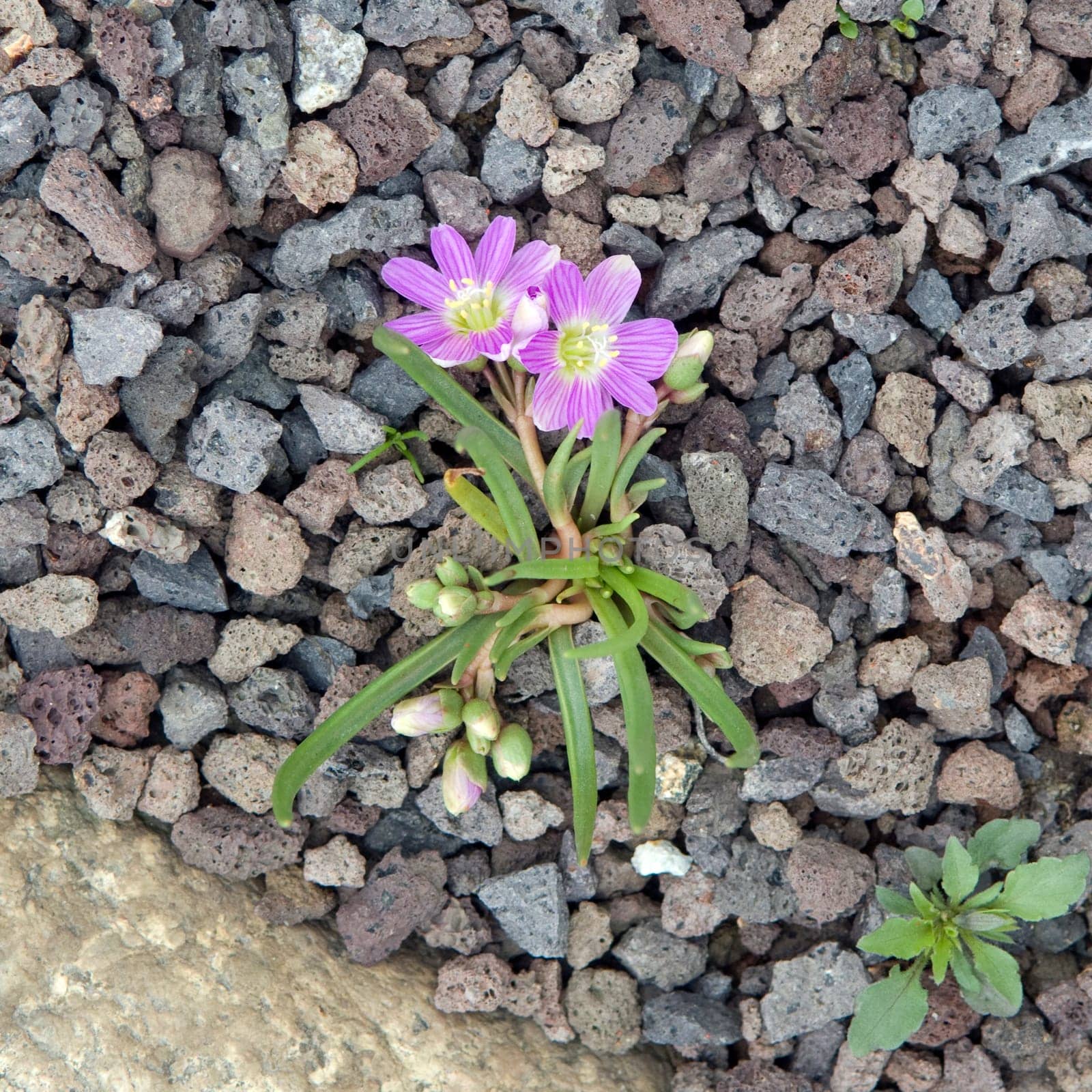 Bitterwurz, Lewisia cotyledon