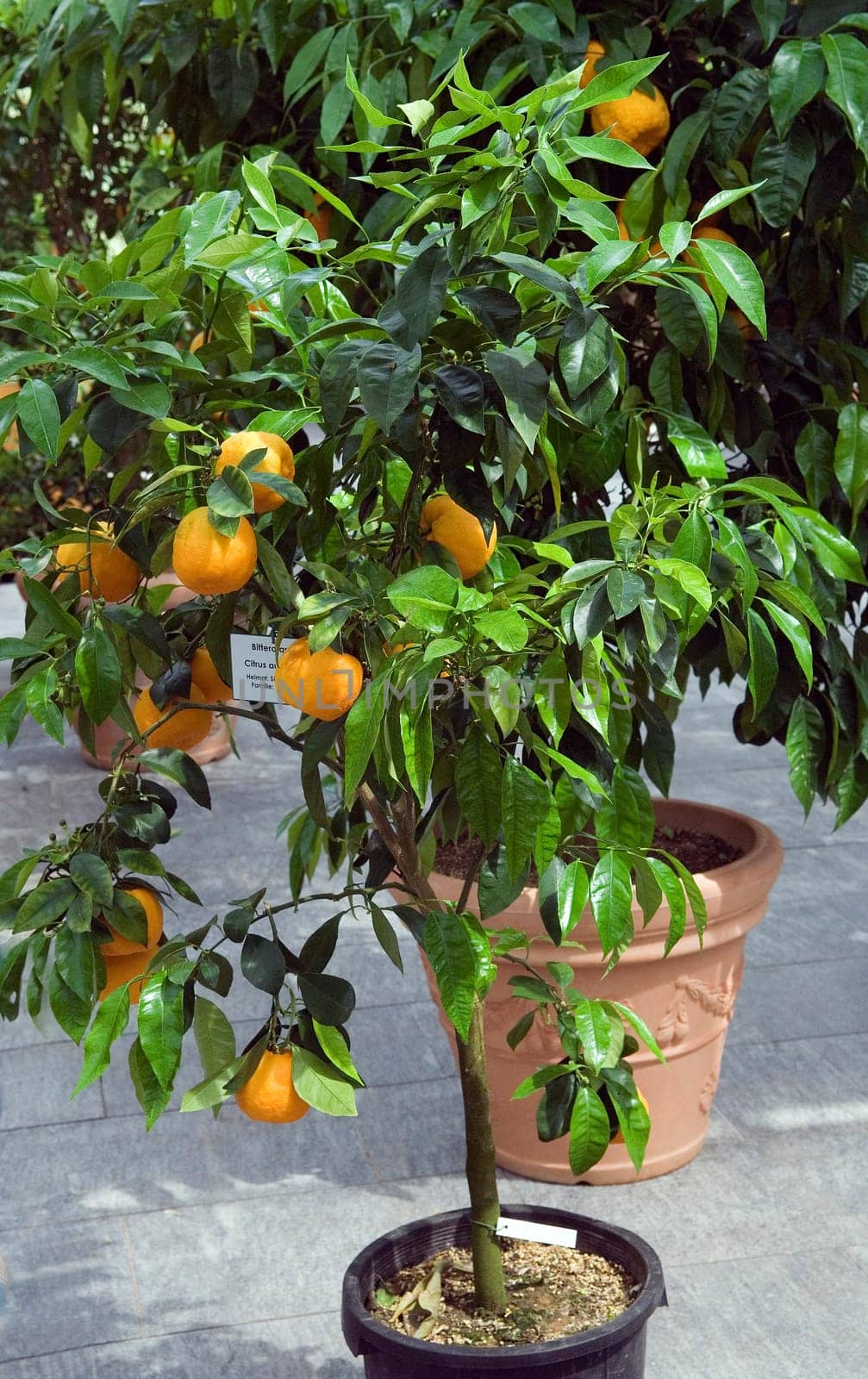 Bitterorange  Pomeranze  Citrus aurantium