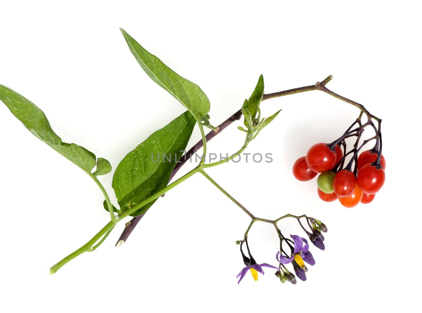 Bittersuesser Nachtschatten, Solanum dulcamara