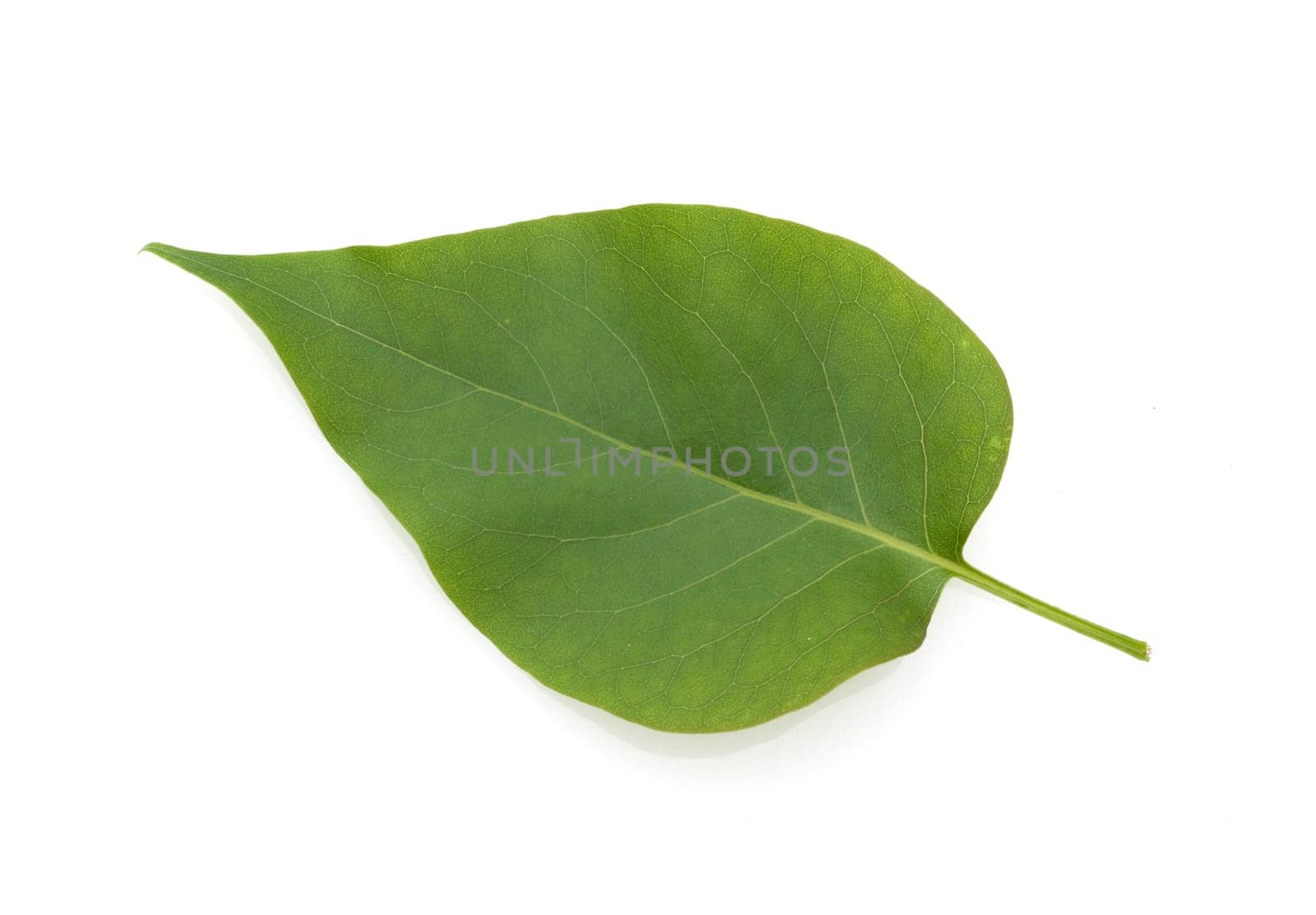Fliederblatt, Syringa vulgaris