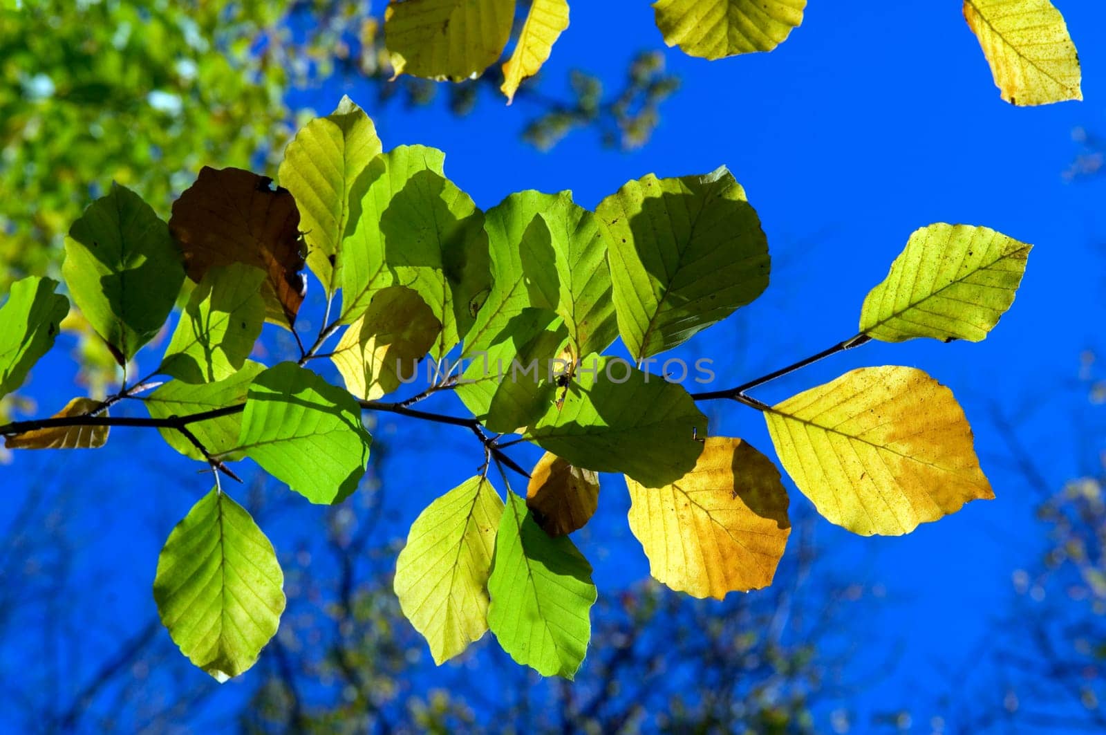 Blaetter im Gegenlicht