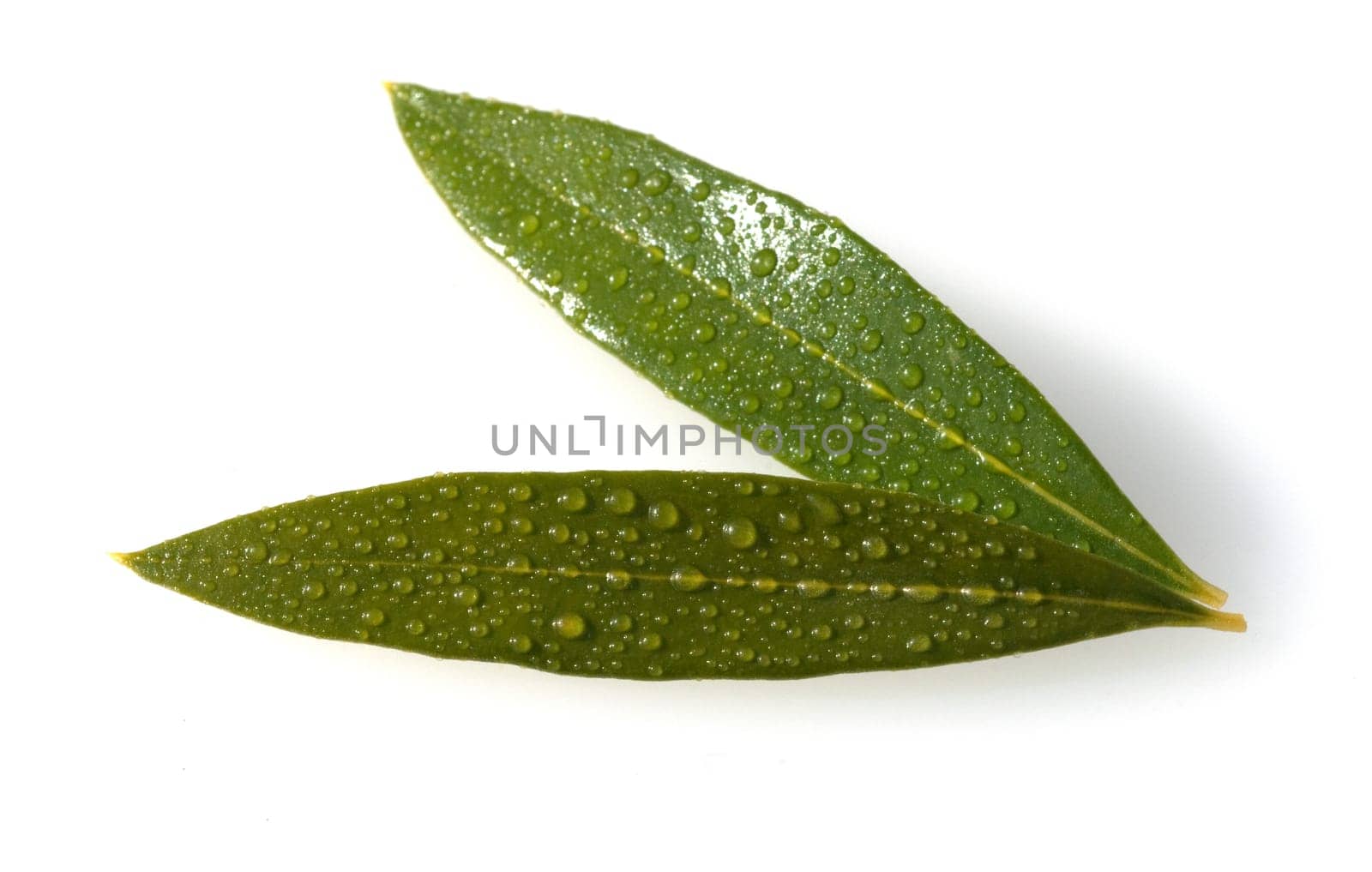 Olivenblaetter