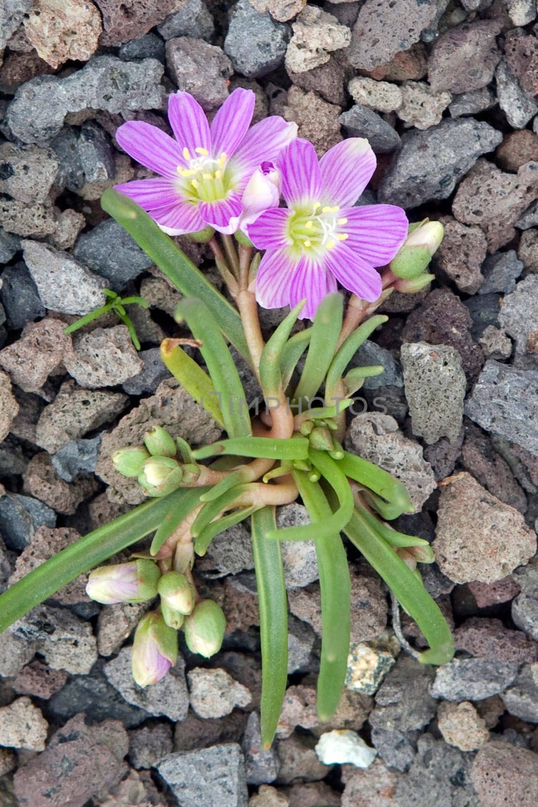 Bitterwurz, Lewisia cotyledon