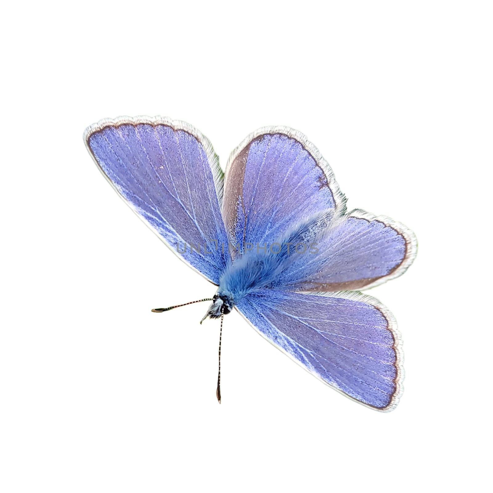 Blaeuling  Plebeius  argyrognomon
