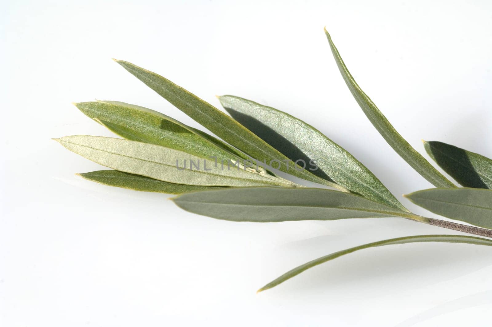 Olivenblaetter