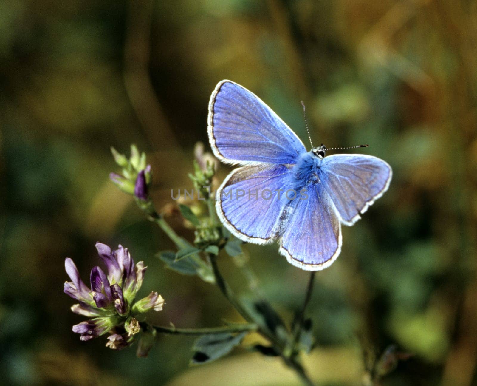 Blaeuling  Plebeius  argyrognomon