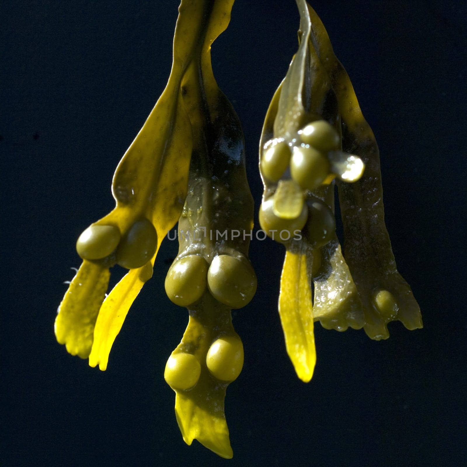Blasentang, Fucus, vesiculosus, Alge, Heilpflanze, Heilpflanzen