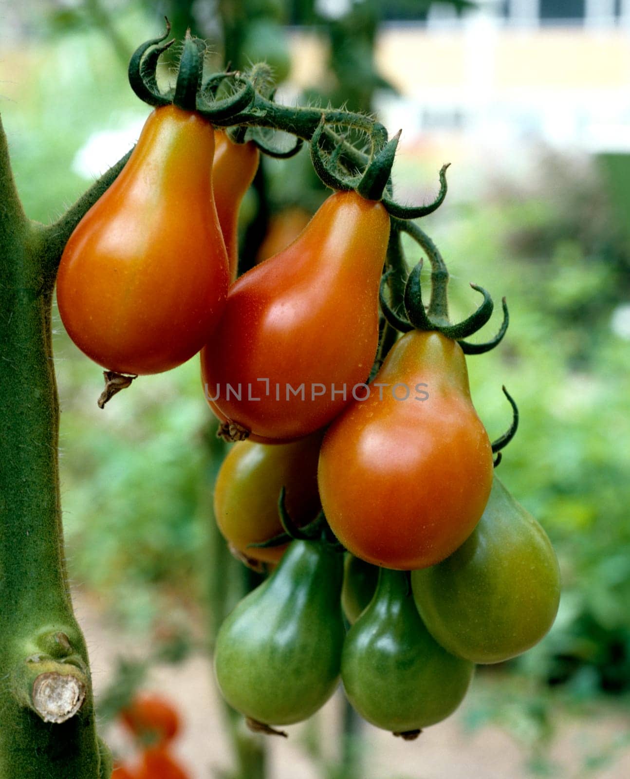 Birnentomate, Lycopersicon esculentum
