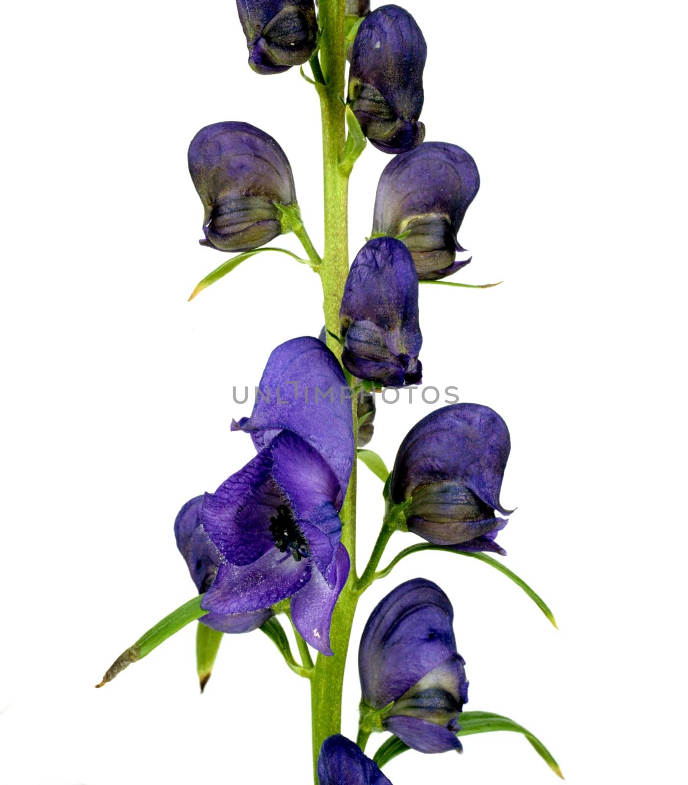 Blauer Eisenhut  Aconitium Napellus