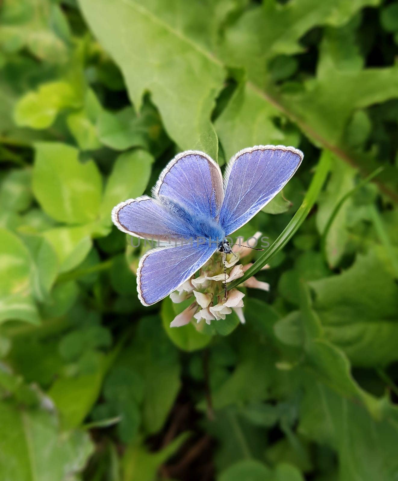 Blaeuling  Plebeius  argyrognomon