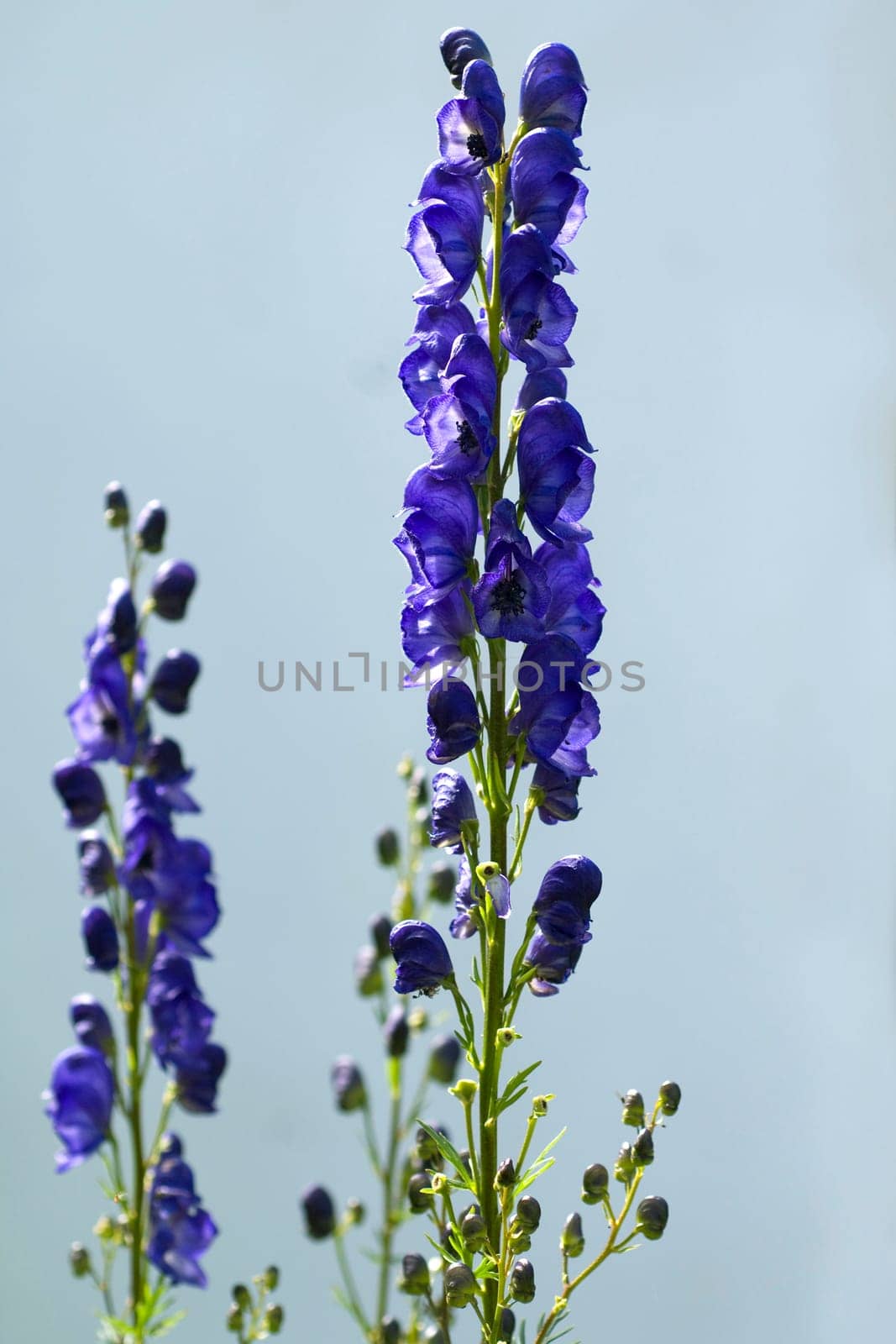 Blauer Eisenhut, Aconitium Napellus
