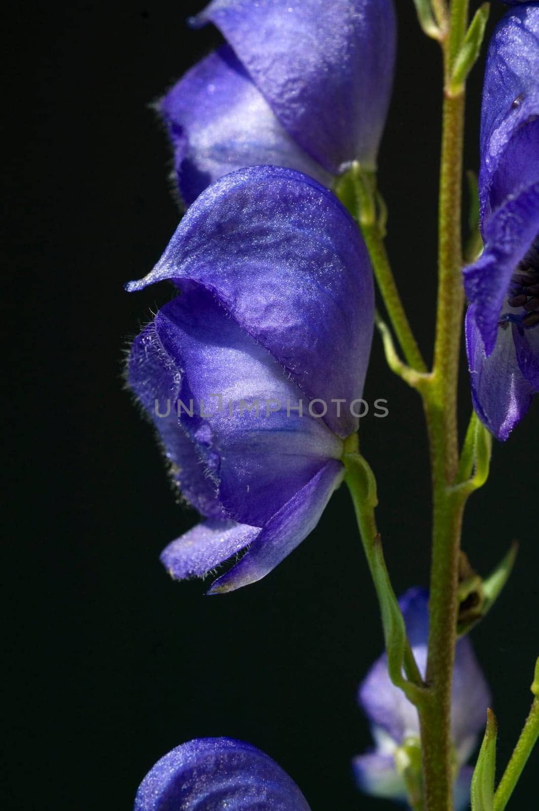 Blauer Eisenhut  Aconitium Napellus
