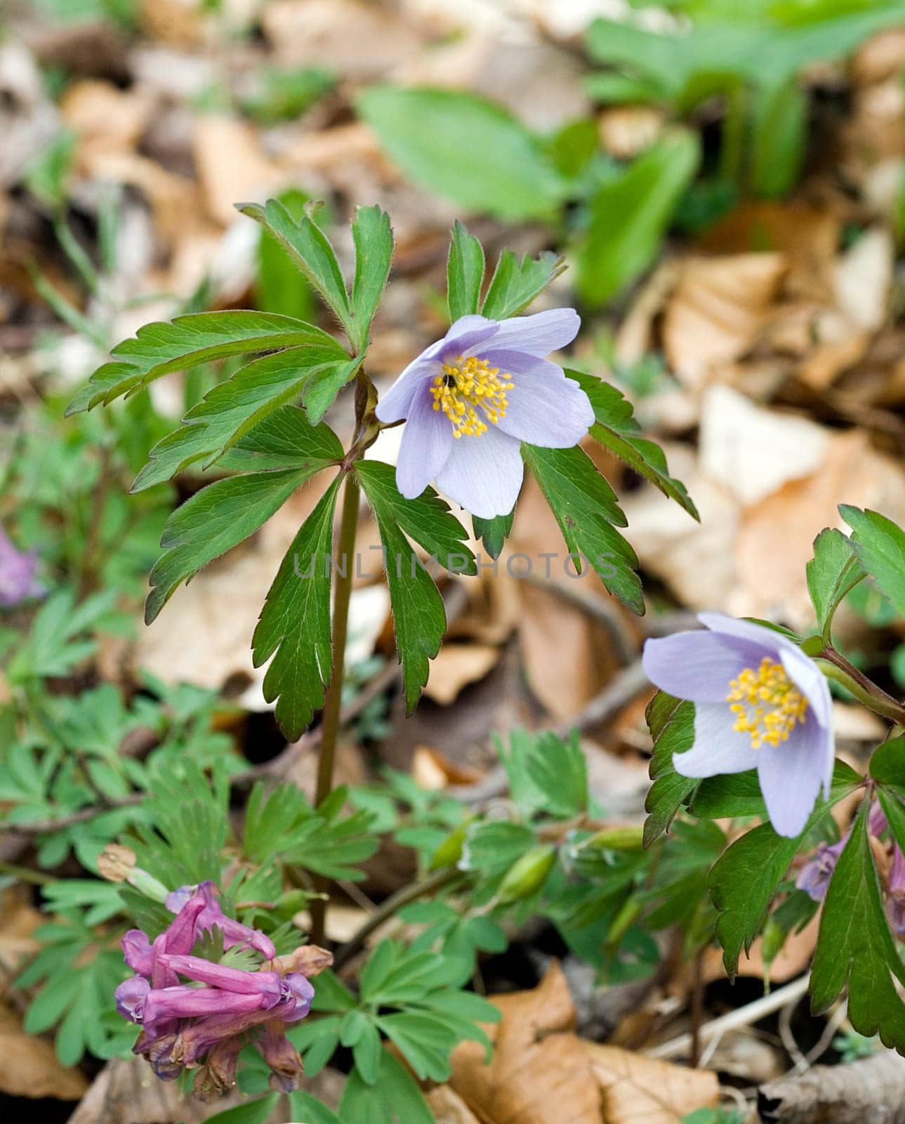 Blaues Buschwindröschen, Anemone nemorosa Robinsoniana