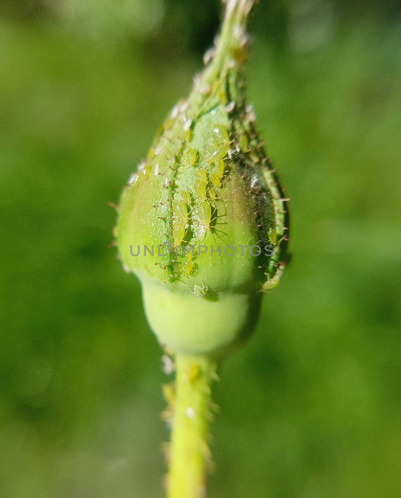 Blattlaeuse  Aphidina  Insekt