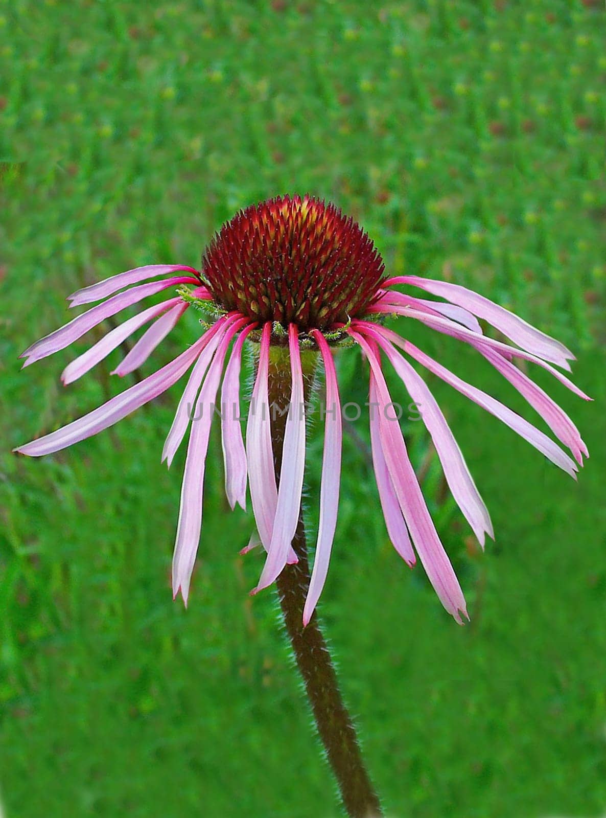 Blasser Sonnenhut, Echinacea pallida, Heilpflanzen
