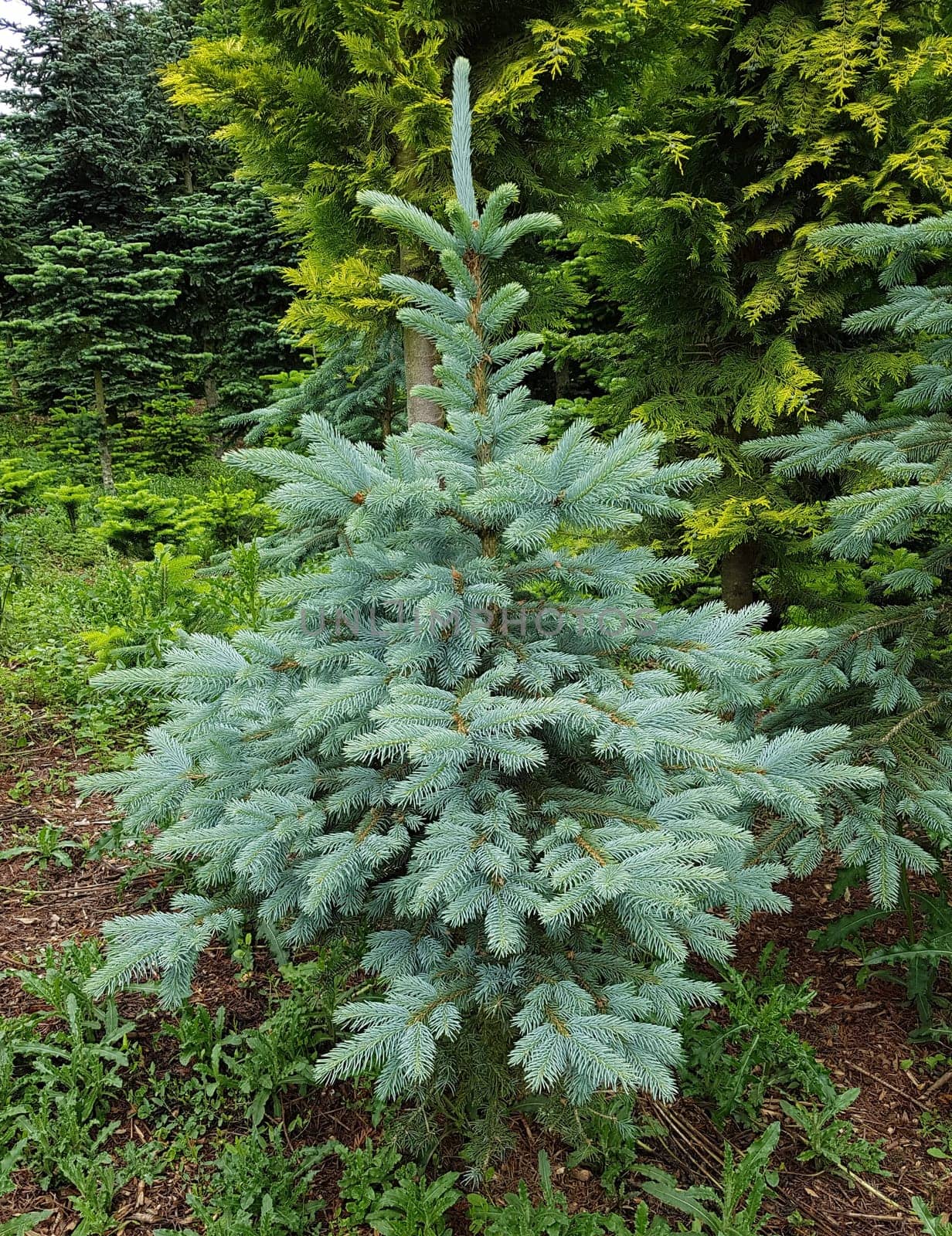 Blaufichte  Fichte  Picea  pungens  Stechfichte