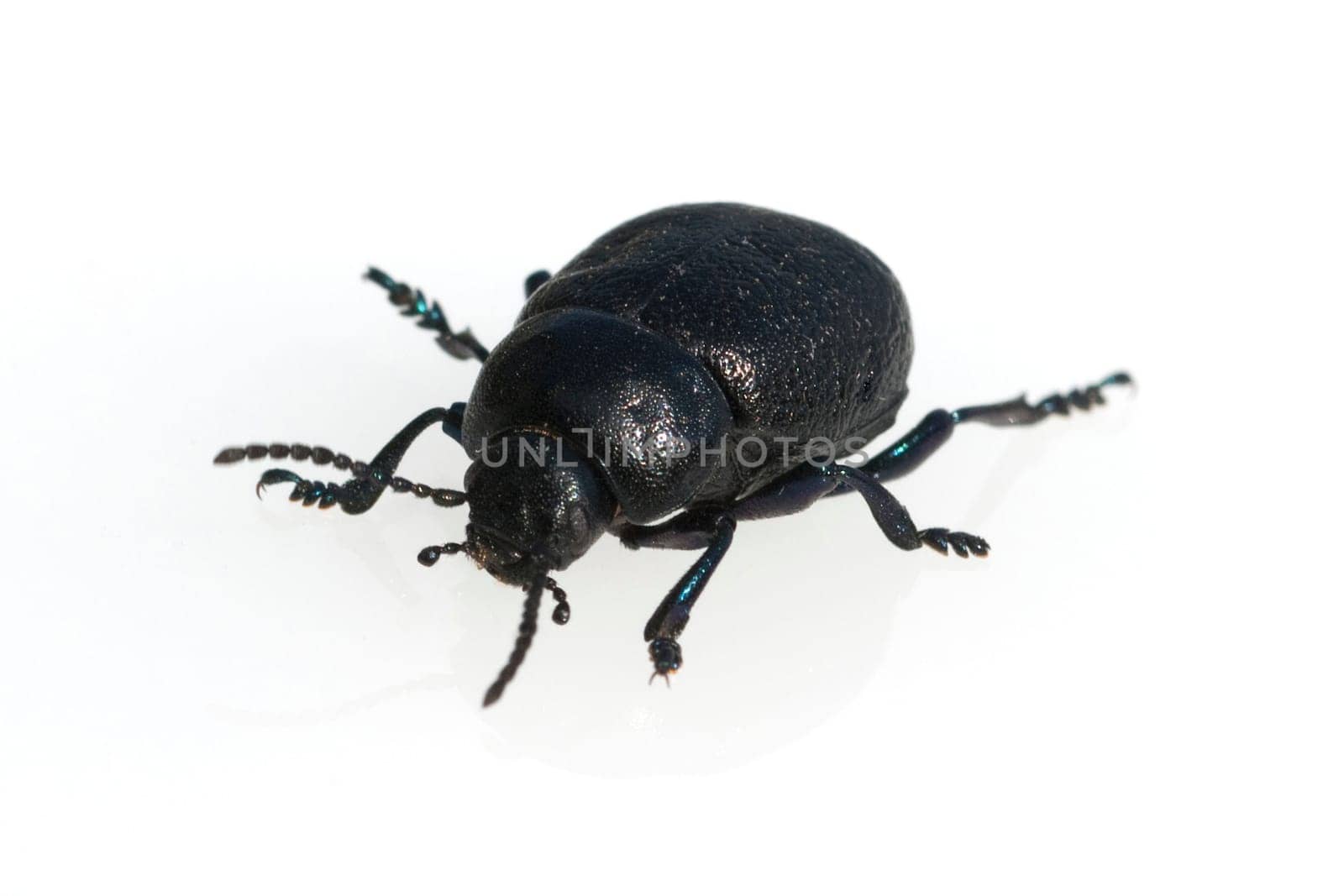 Blattkaefer, Chrysolina sturmi