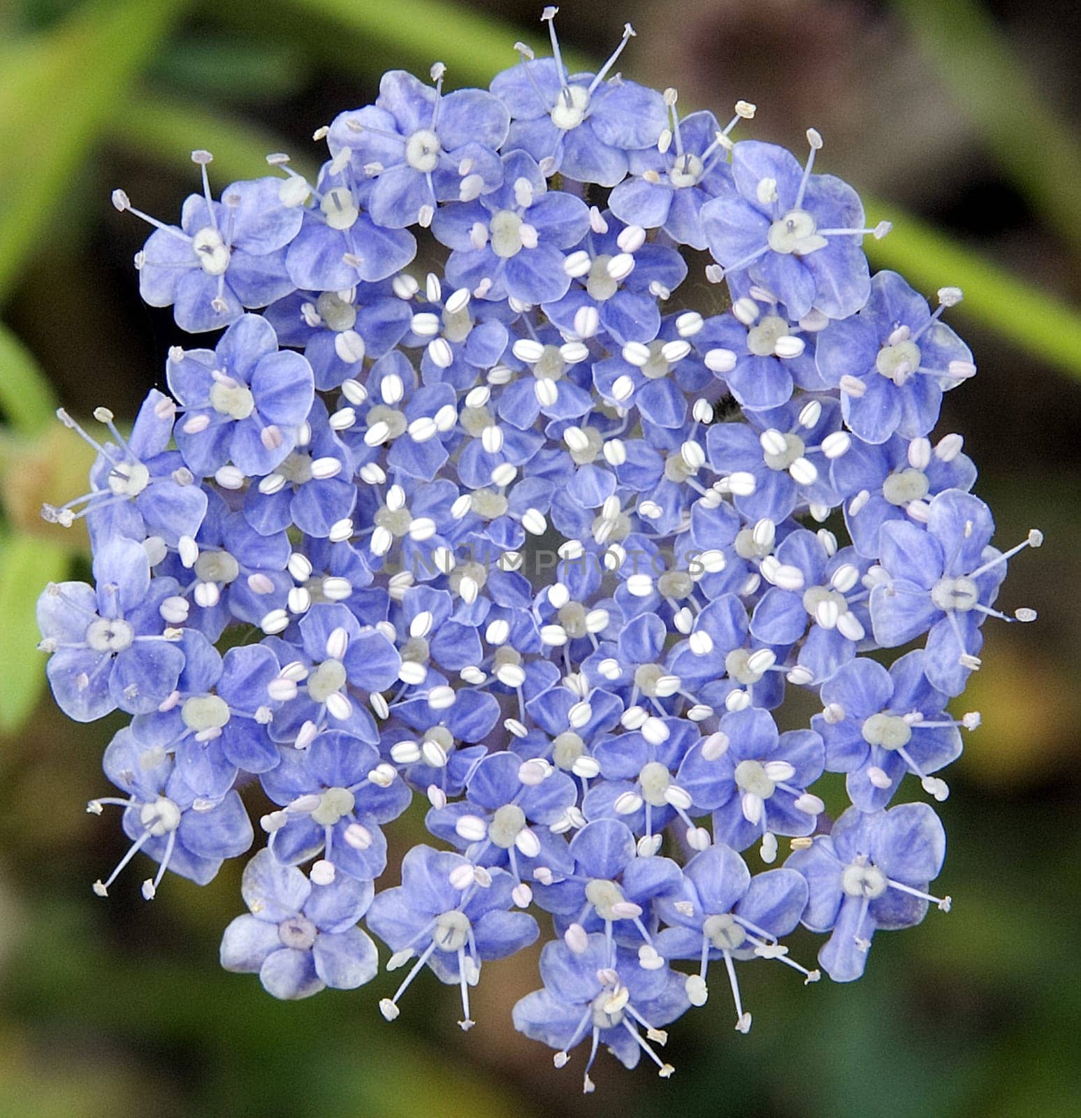 Blaudolde  Trachymene coerulea