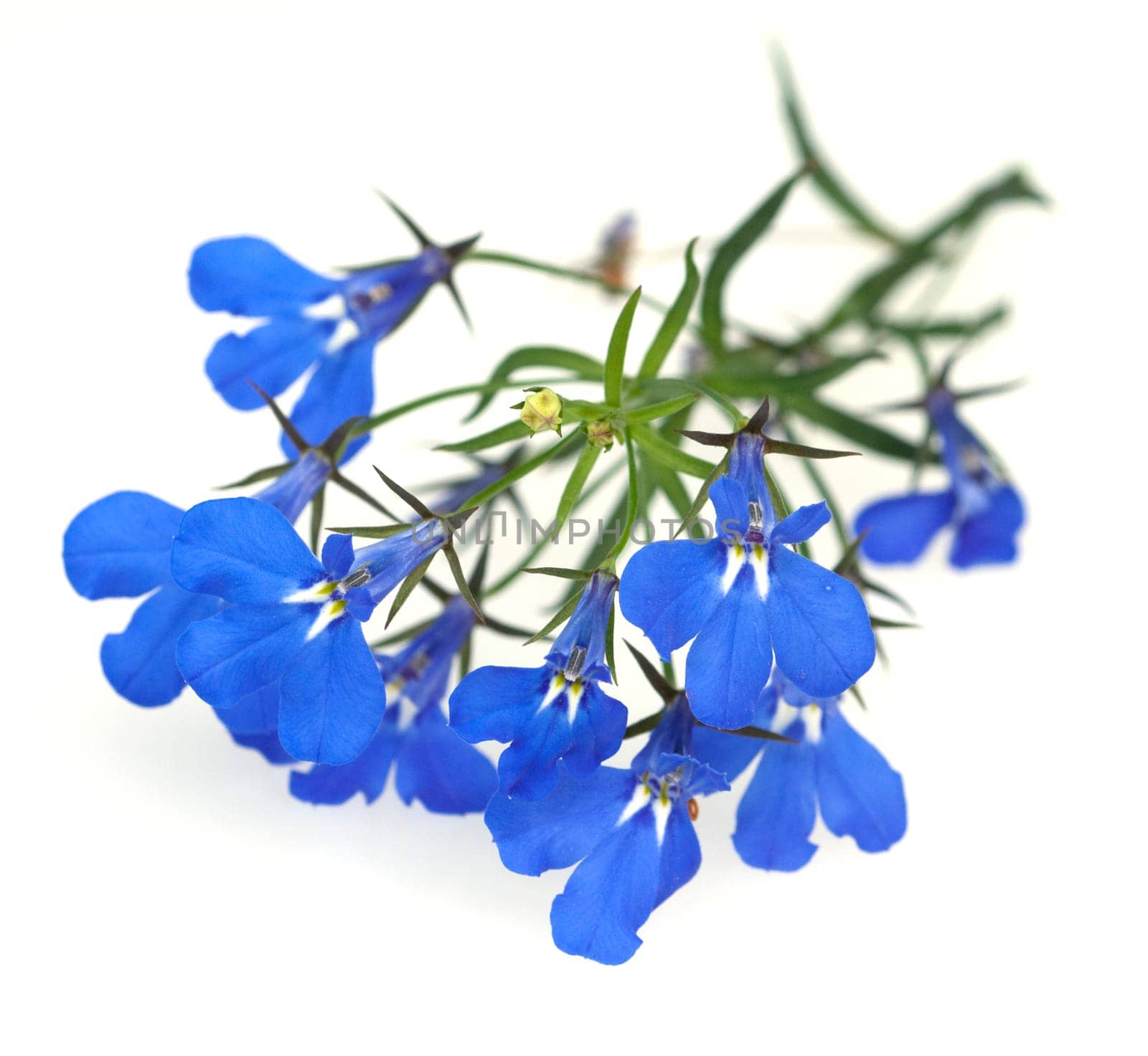 Blaue Faecherblume, Scaevola aemula