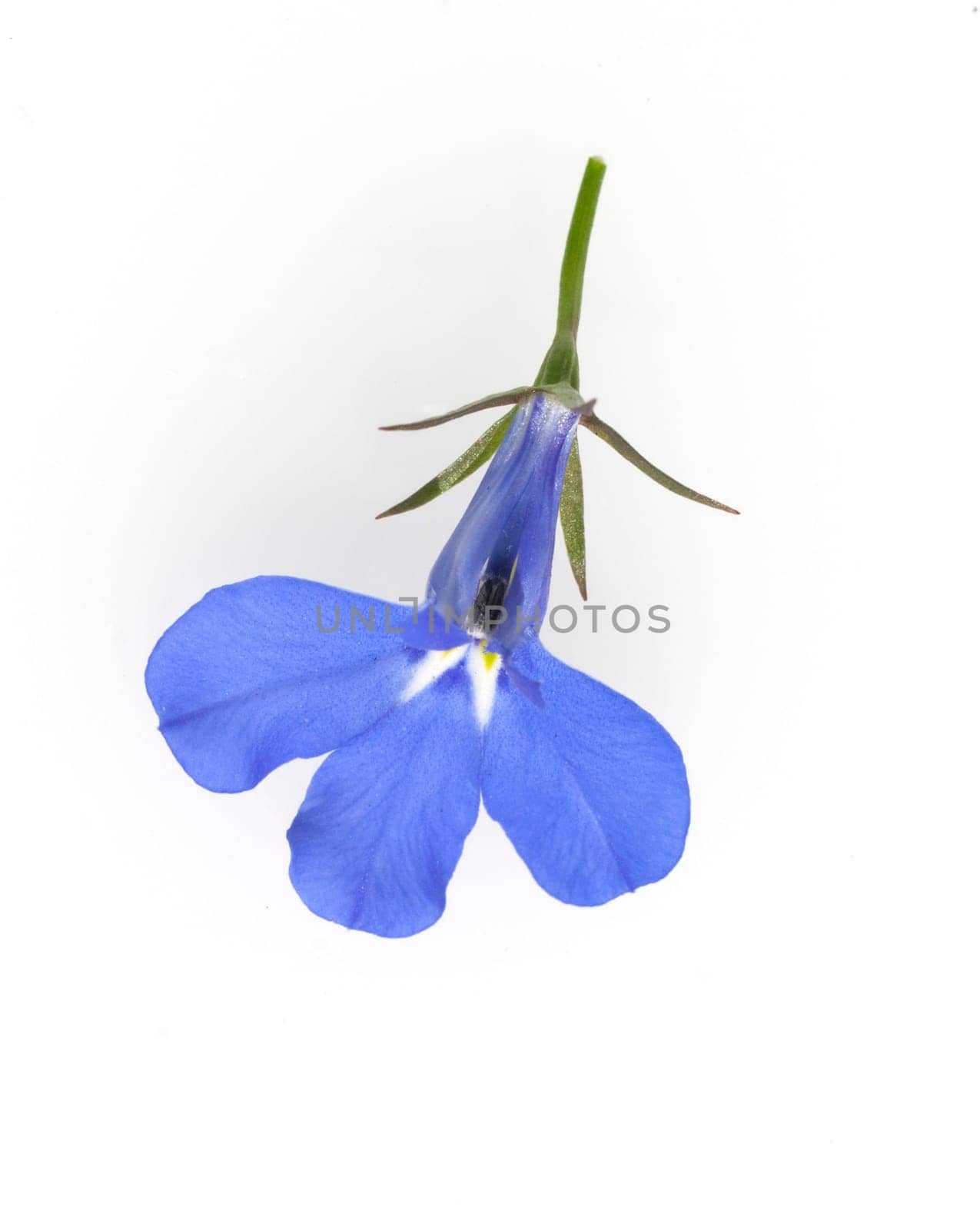 Blaue Faecherblume, Scaevola aemula