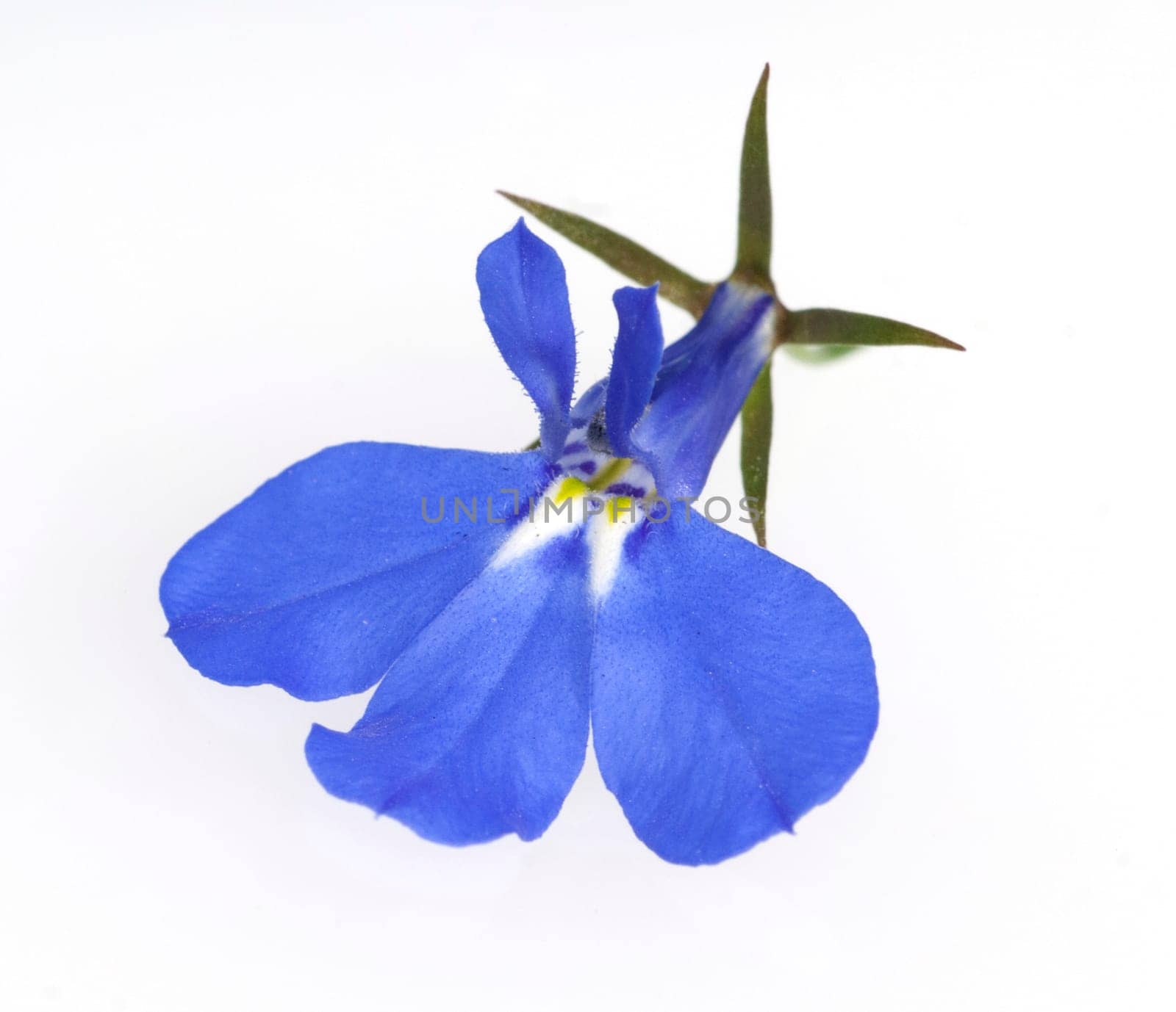 Blaue Faecherblume, Scaevola aemula
