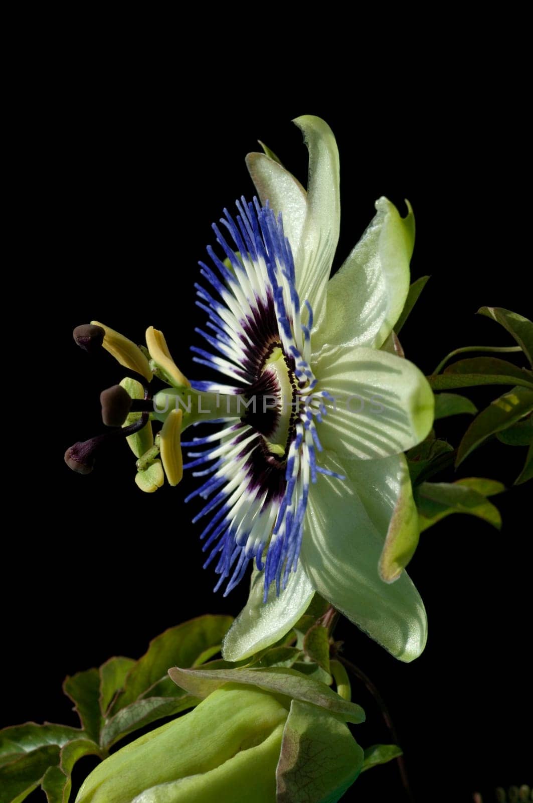 Blaue Passionsblume