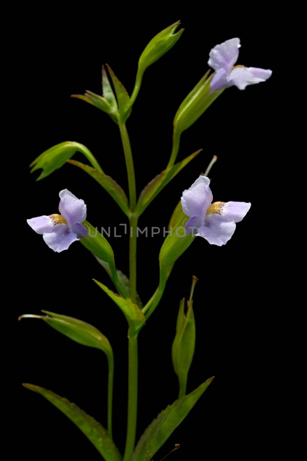 Gauklerblume  Mimulus ringens  Blaue
