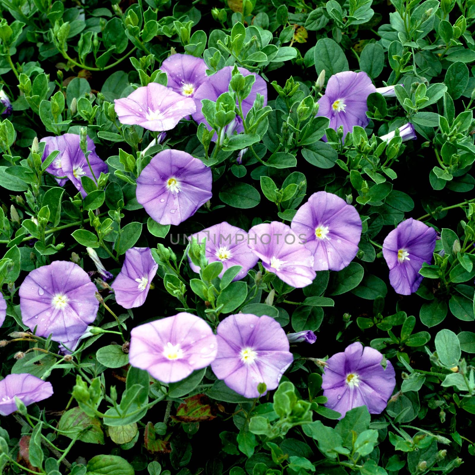 Blaue Mauritius, Convolvulus sabatius.