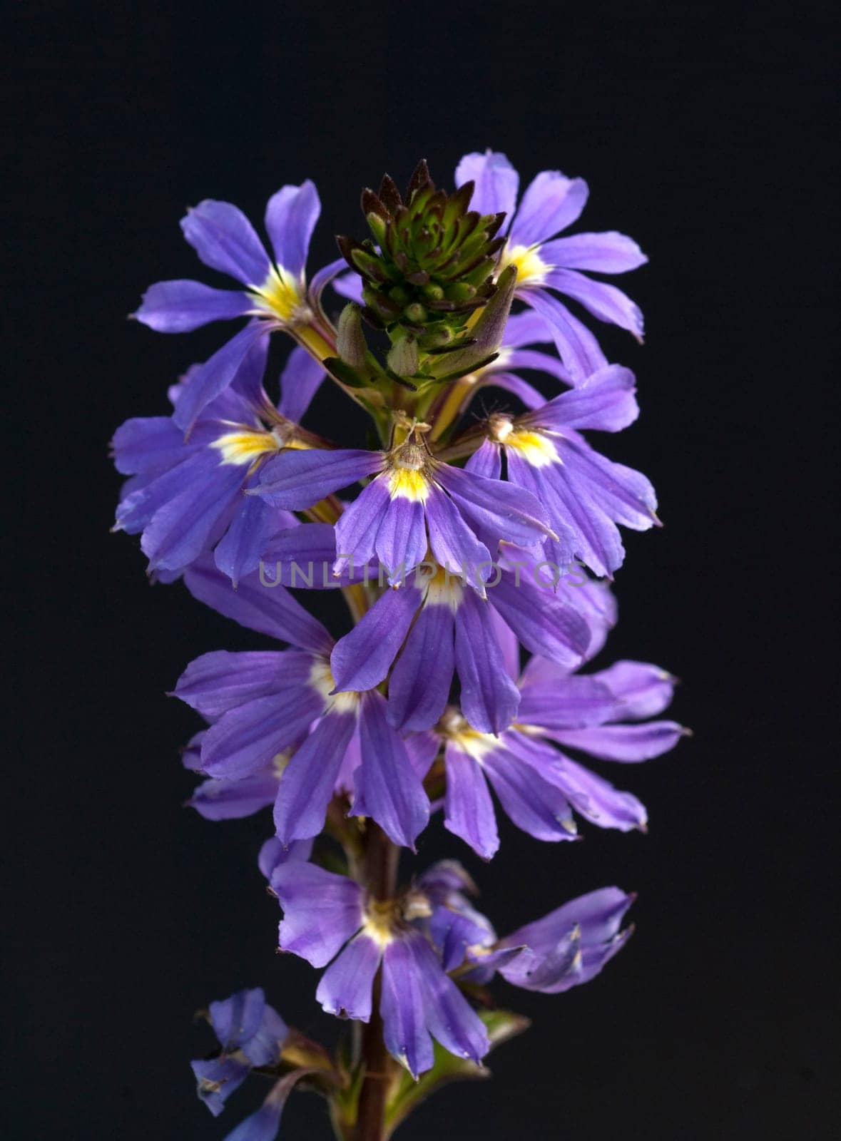 Blaue Faecherblume, Scaevola aemula