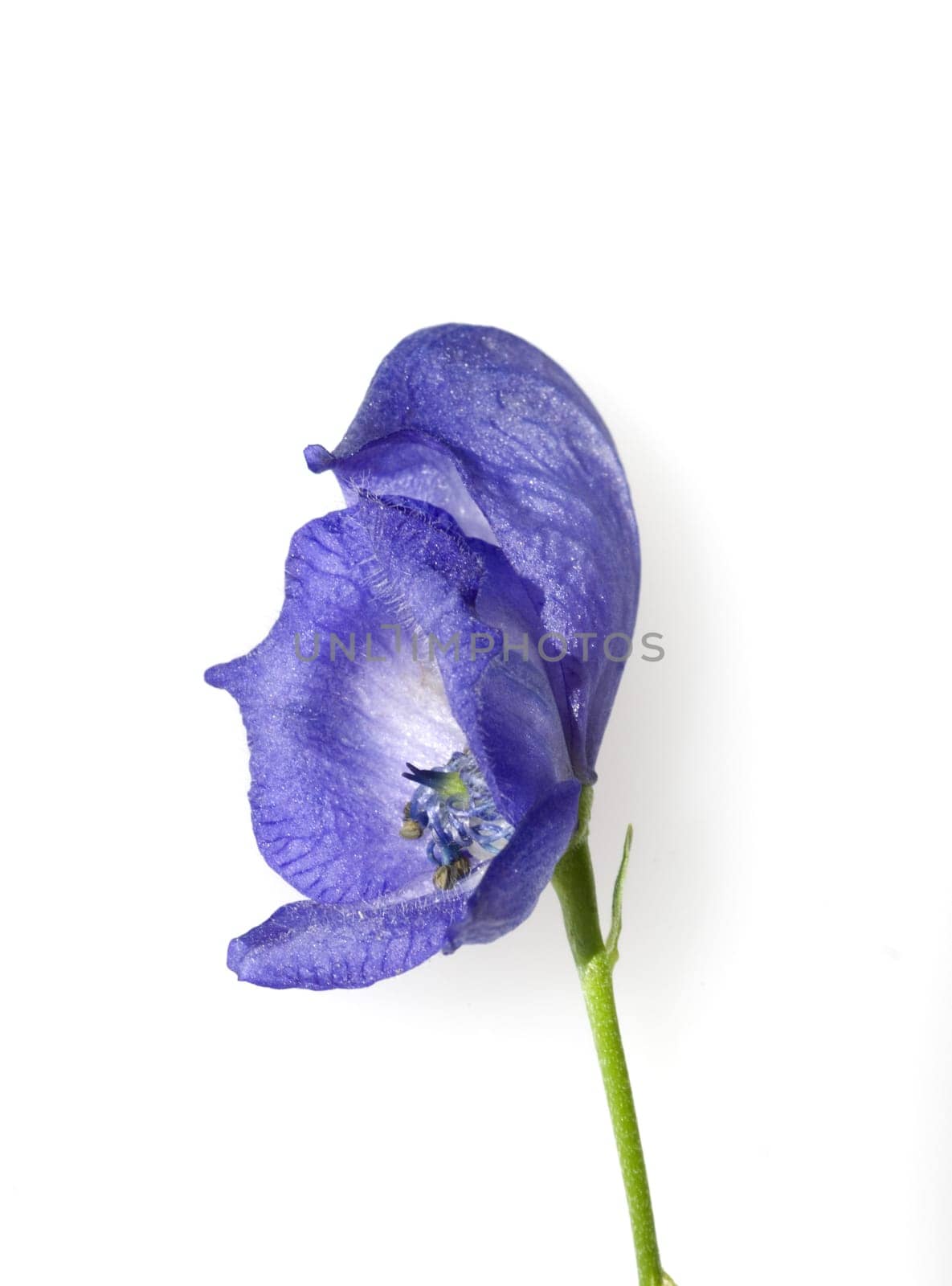 Blauer Eisenhut, Aconitium Napellus