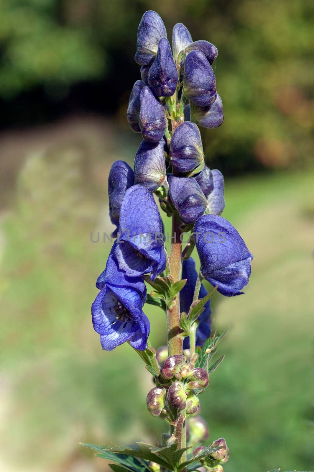 Blauer Eisenhut, Aconitium Napellus