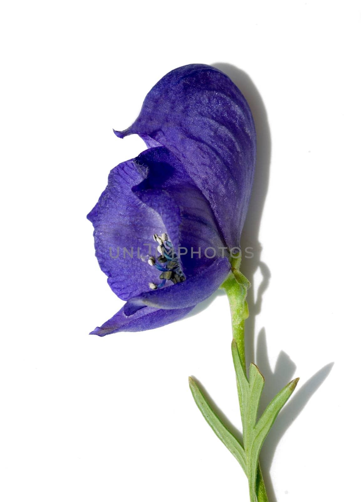 Blauer Eisenhut  Aconitium Napellus