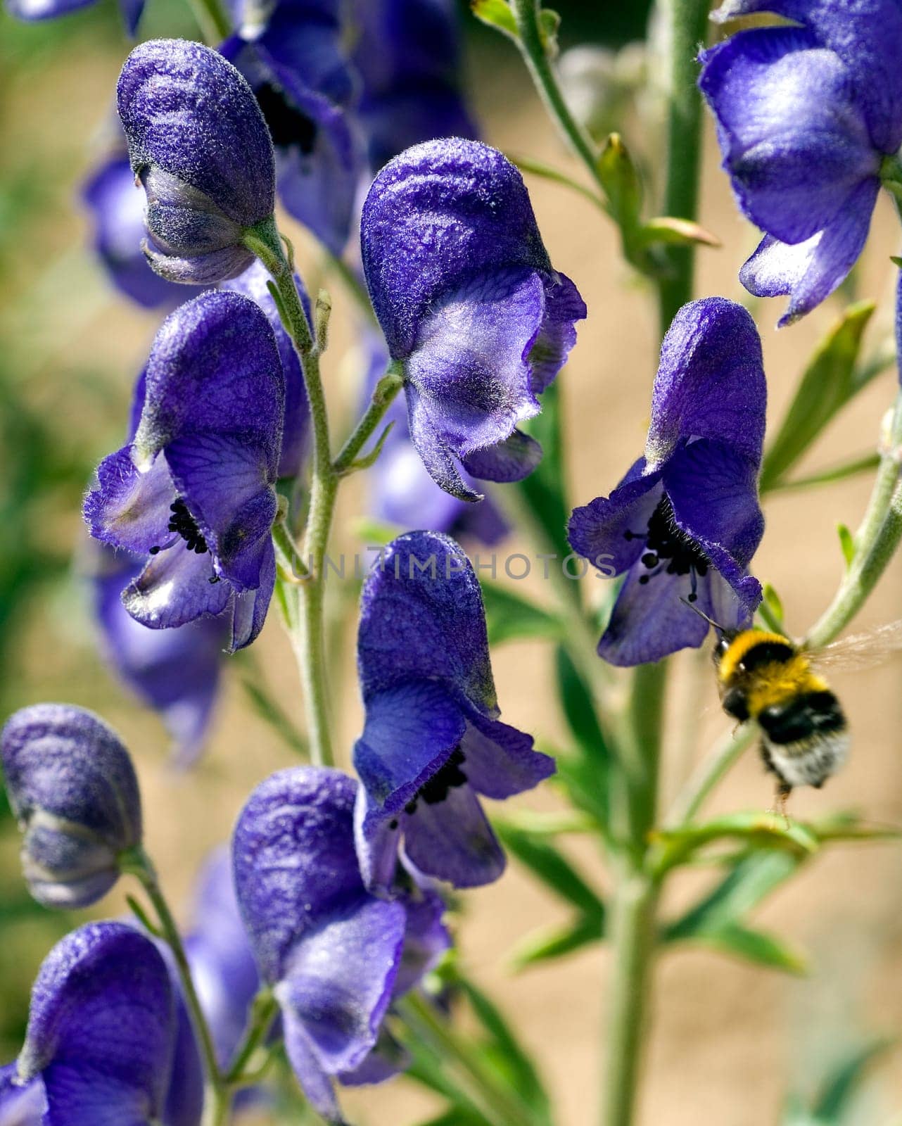 Blauer Eisenhut  Aconitium Napellus