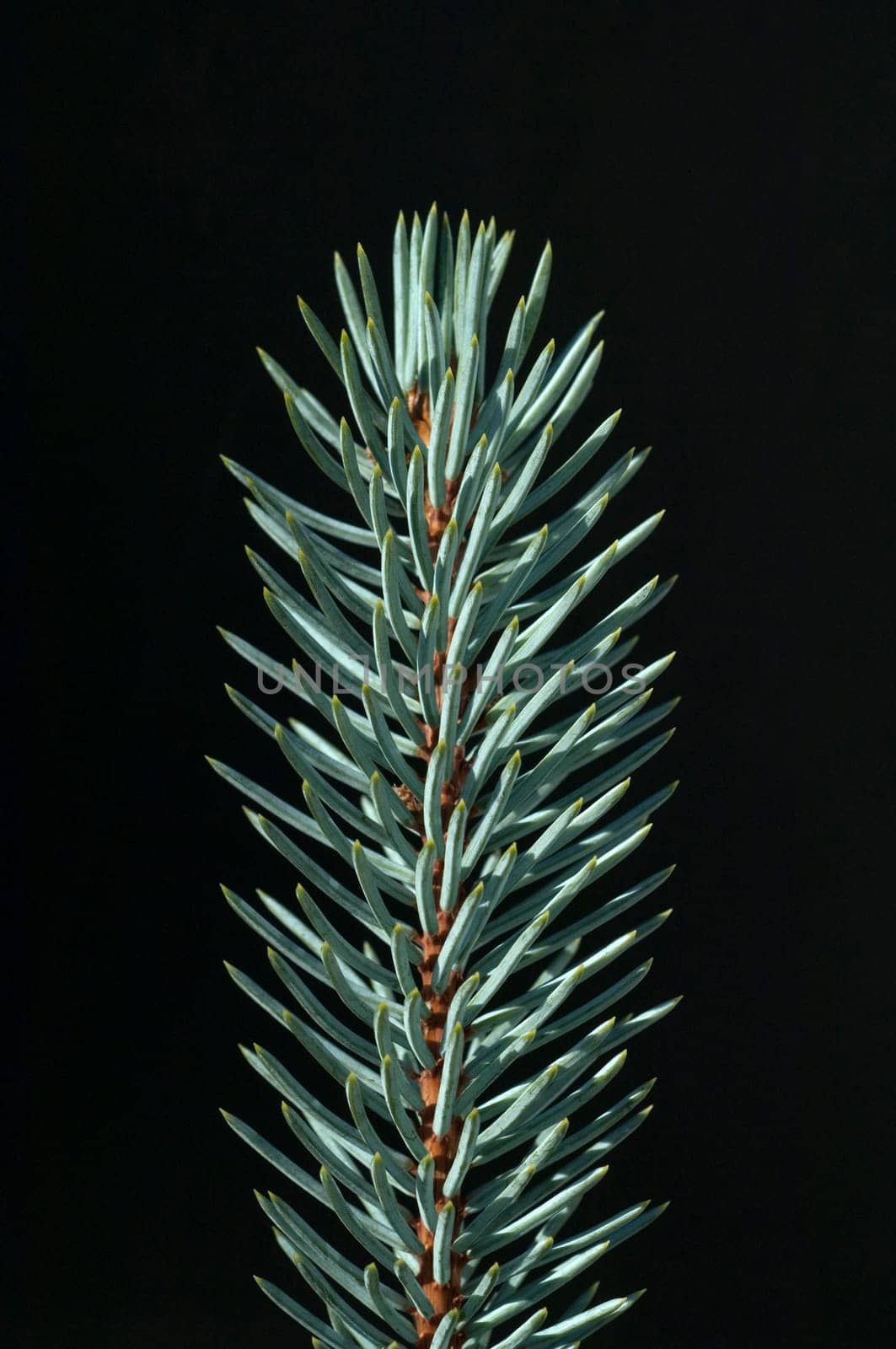 Blaufichte, Fichte, Picea, pungens, Stechfichte