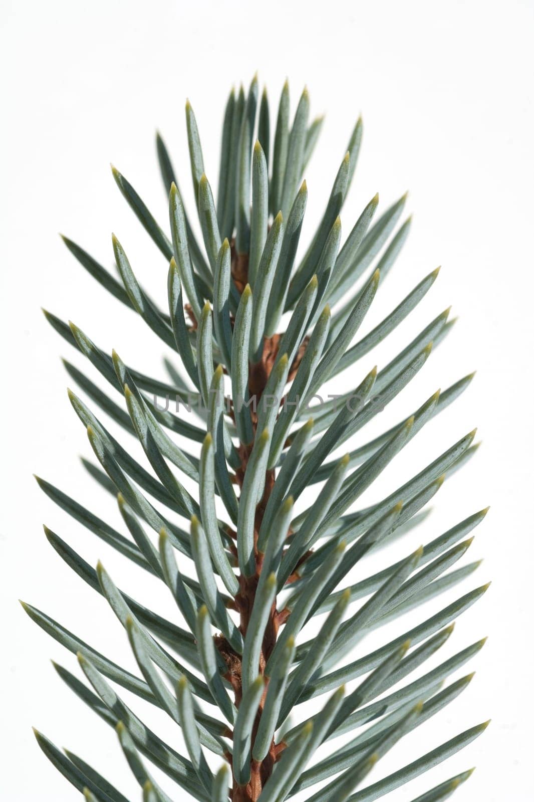 Blaufichte, Fichte, Picea, pungens, Stechfichte