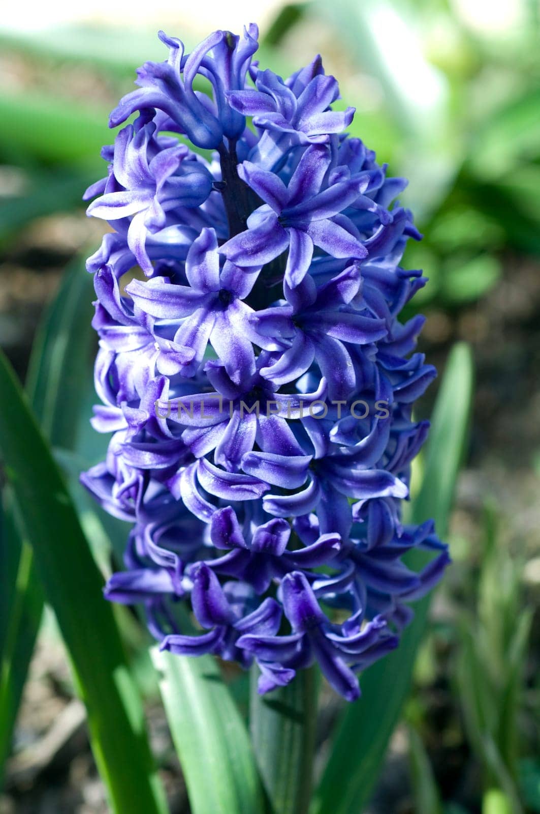 Blaue Hyazinthe