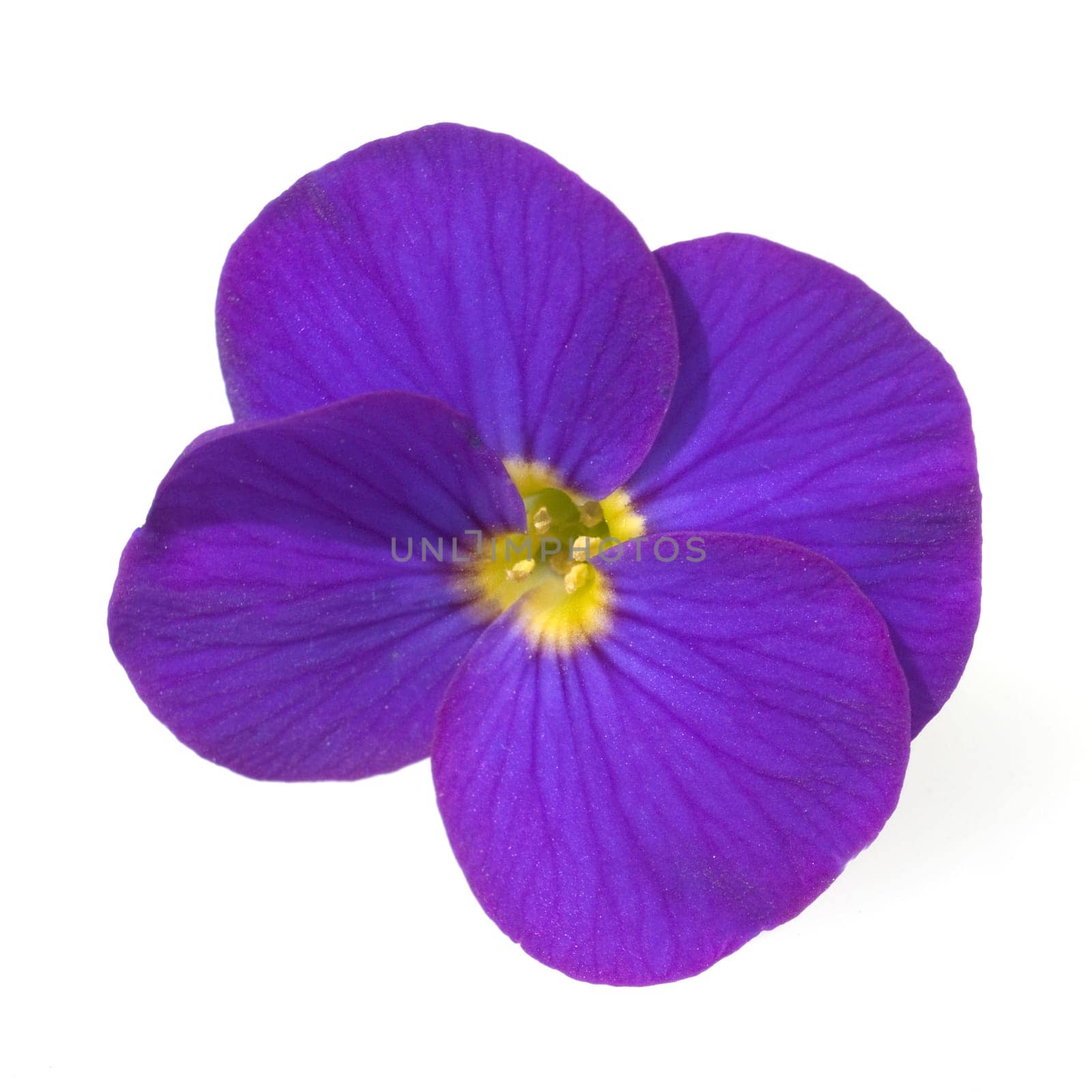 Blaukissen  Aubrieta