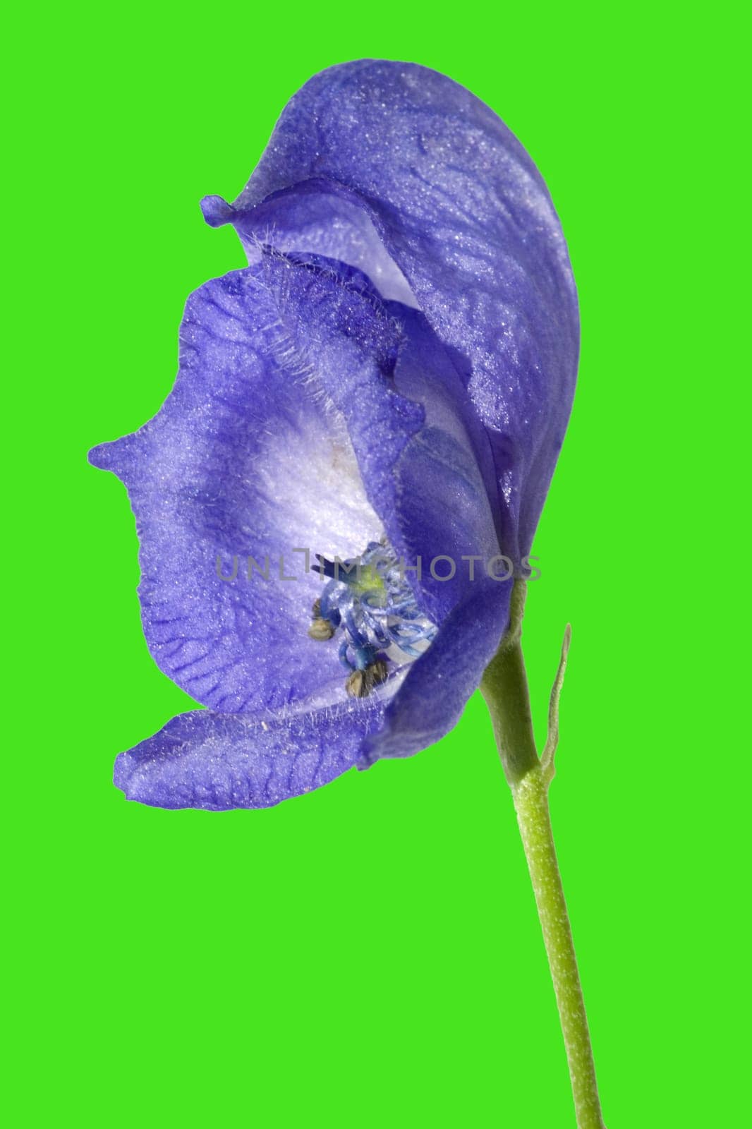 Blauer Eisenhut  Aconitium Napellus