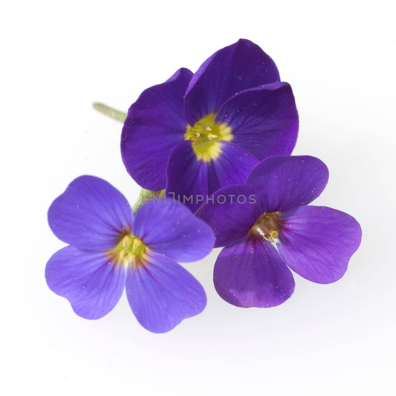 Blaukissen  Aubrieta