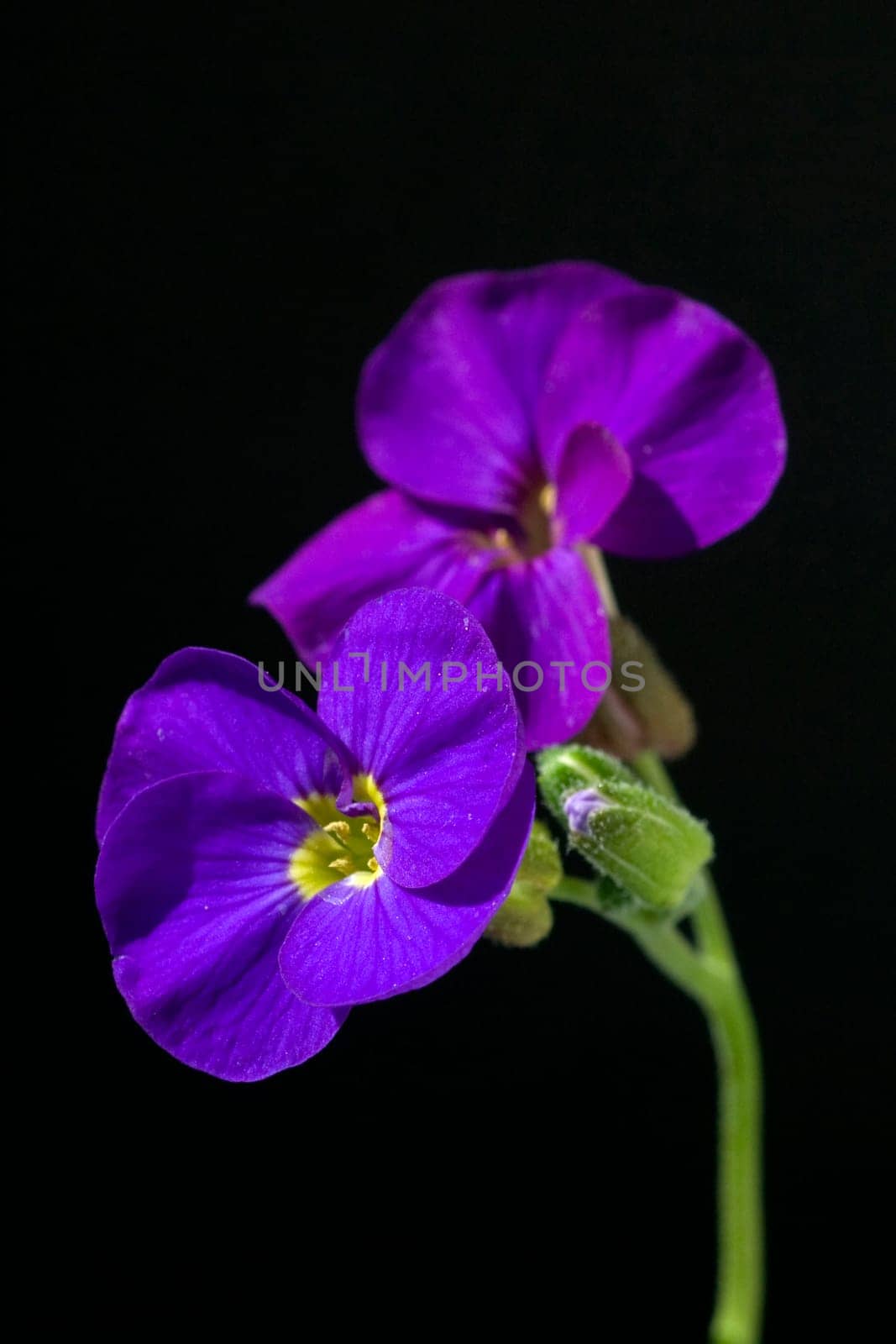 Blaukissen  Aubrieta