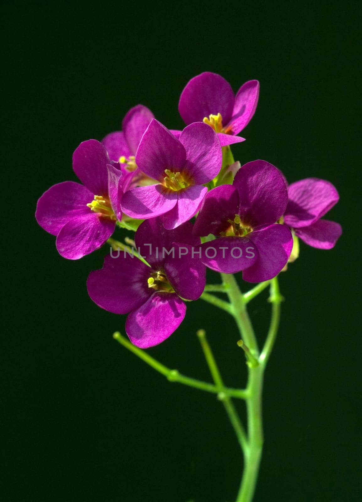 Blaukissen  Aubrieta