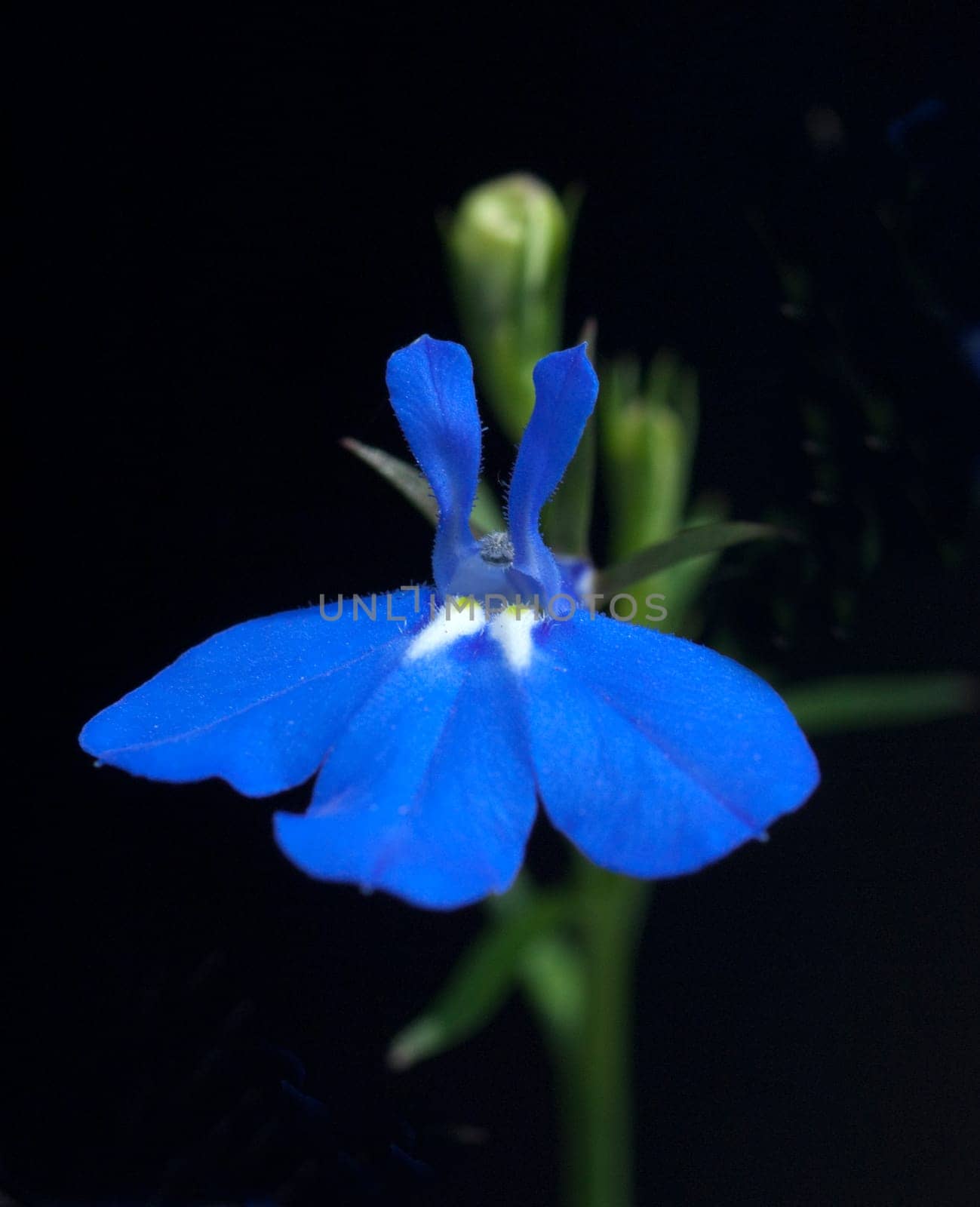 Blaue Faecherblume, Scaevola aemula