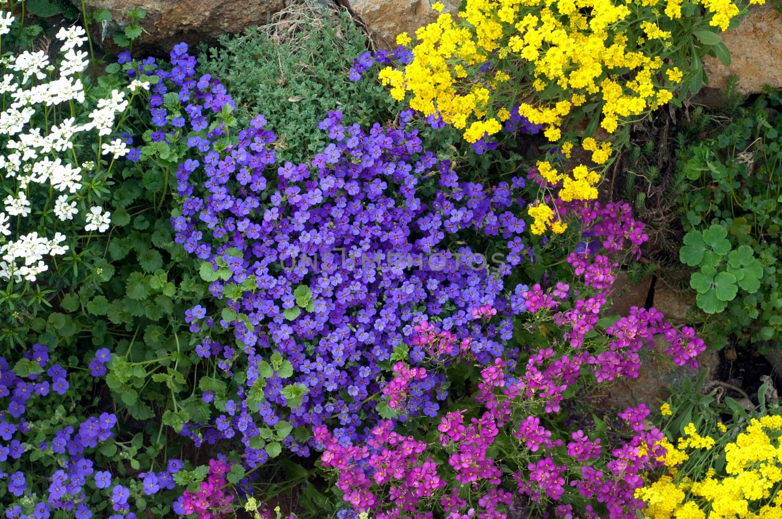 Blaukissen  Aubrieta