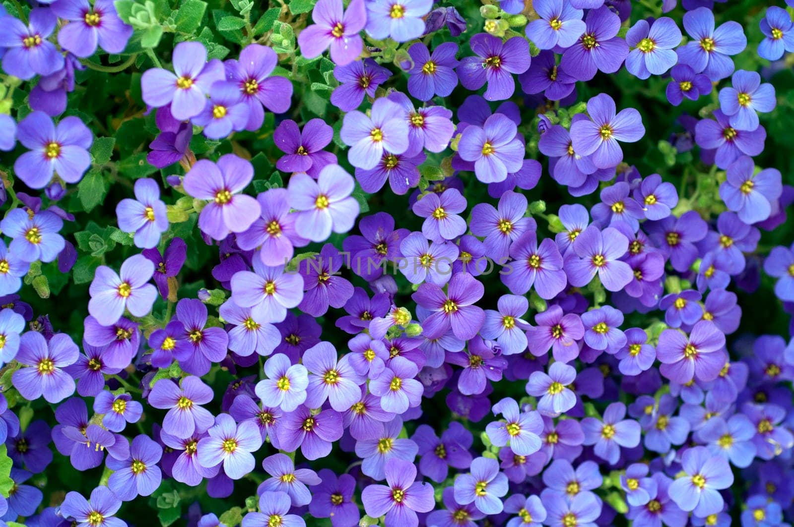 Blaukissen  Aubrieta