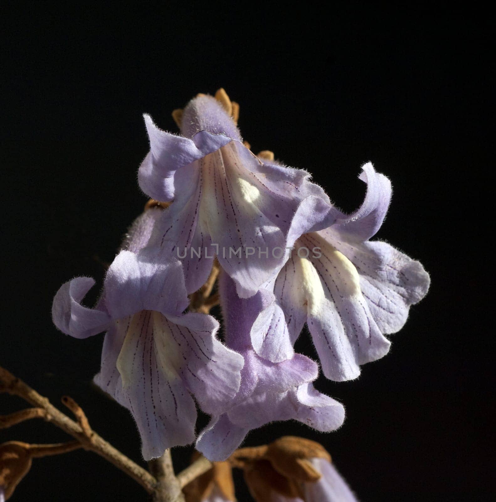 Blauglockenbaum, Paulownia, tomentosa