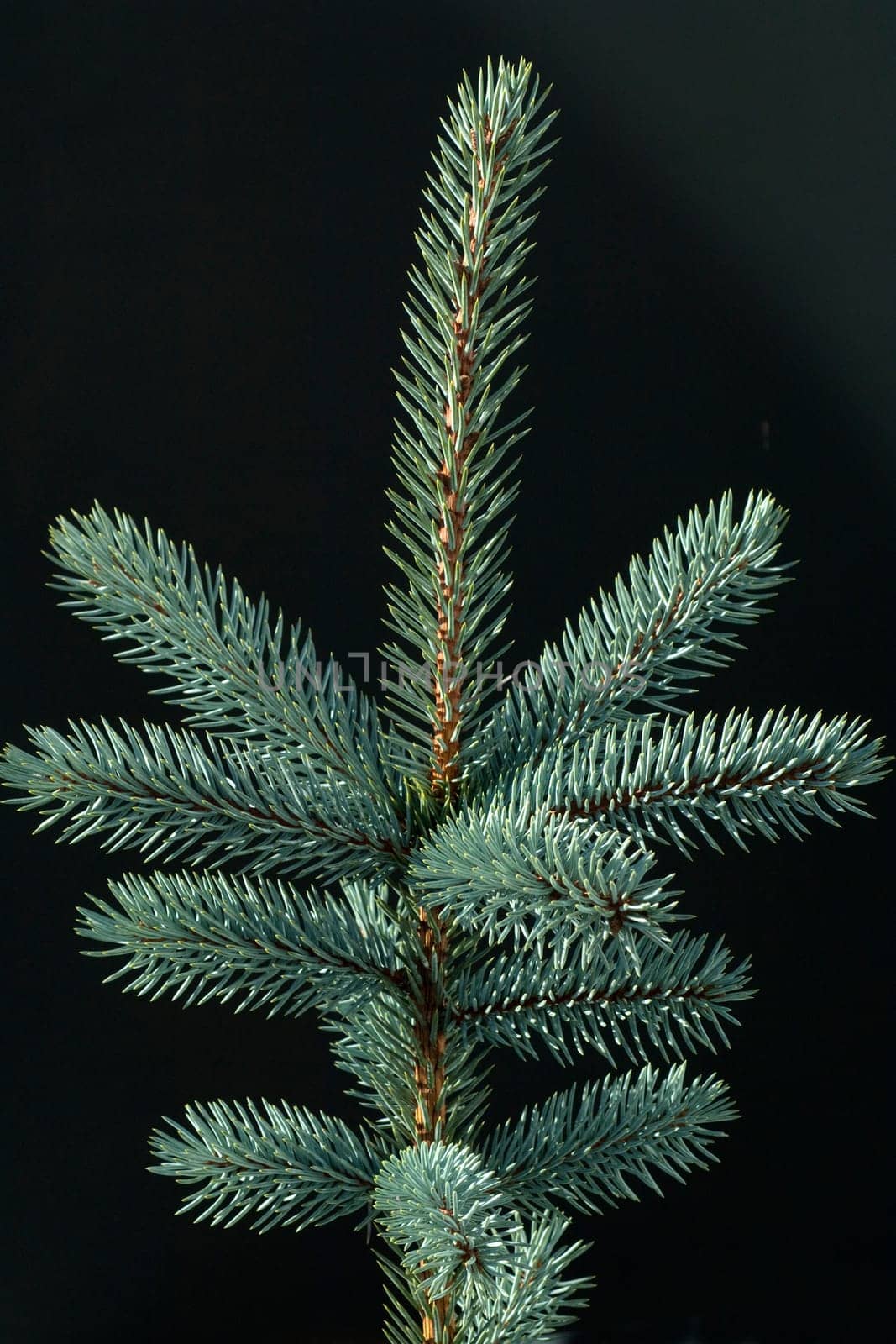 Blaufichte, Fichte, Picea, pungens, Stechfichte